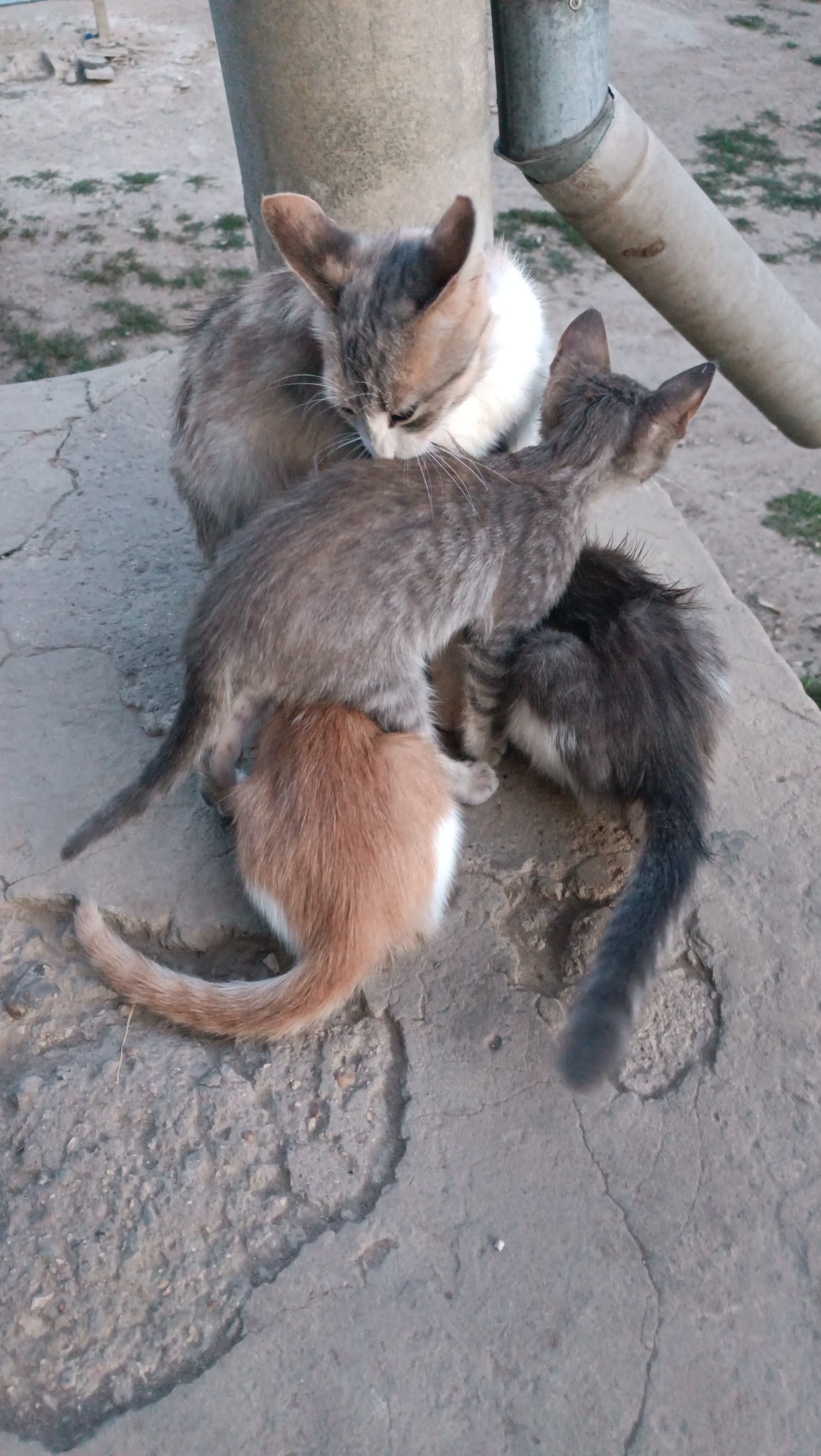In Leușeni, Moldova, a mother cat is nursing three kittens. The mother cat is a mix of grey and white, with tan markings on her face. Two of the kittens are grey, one lighter and one darker. The third kitten is light brown with white patches. They are gathered together on a concrete surface, with a metal pipe visible in the background. The ground is a mixture of concrete and dirt.