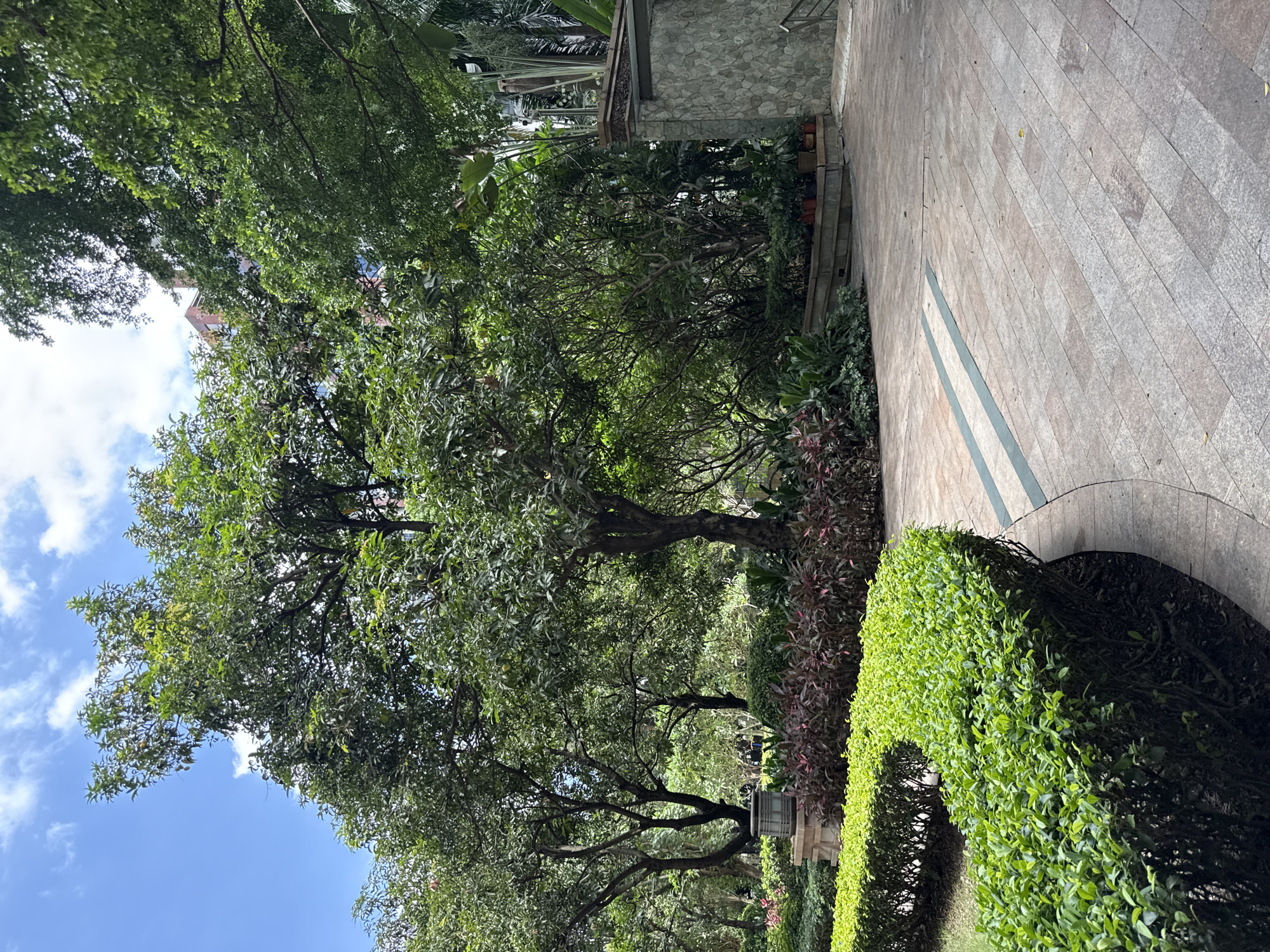 In the Haizhu District of China, this image depicts a lush park area. A winding pathway, paved with light-colored rectangular stones accented with thin green stripes, curves through the scene. On the left, a meticulously trimmed green hedge follows the path's contour. Beyond the hedge, a variety of plants and trees create a dense, verdant backdrop. In the mid-ground, a large tree with a thick trunk and expansive canopy dominates the view, its branches reaching towards a bright blue sky dotted with white clouds. To the right, a textured stone wall forms a boundary, with a set of stairs leading upwards. Potted plants are visible on top of the wall. The overall environment is one of a well-maintained urban green space.