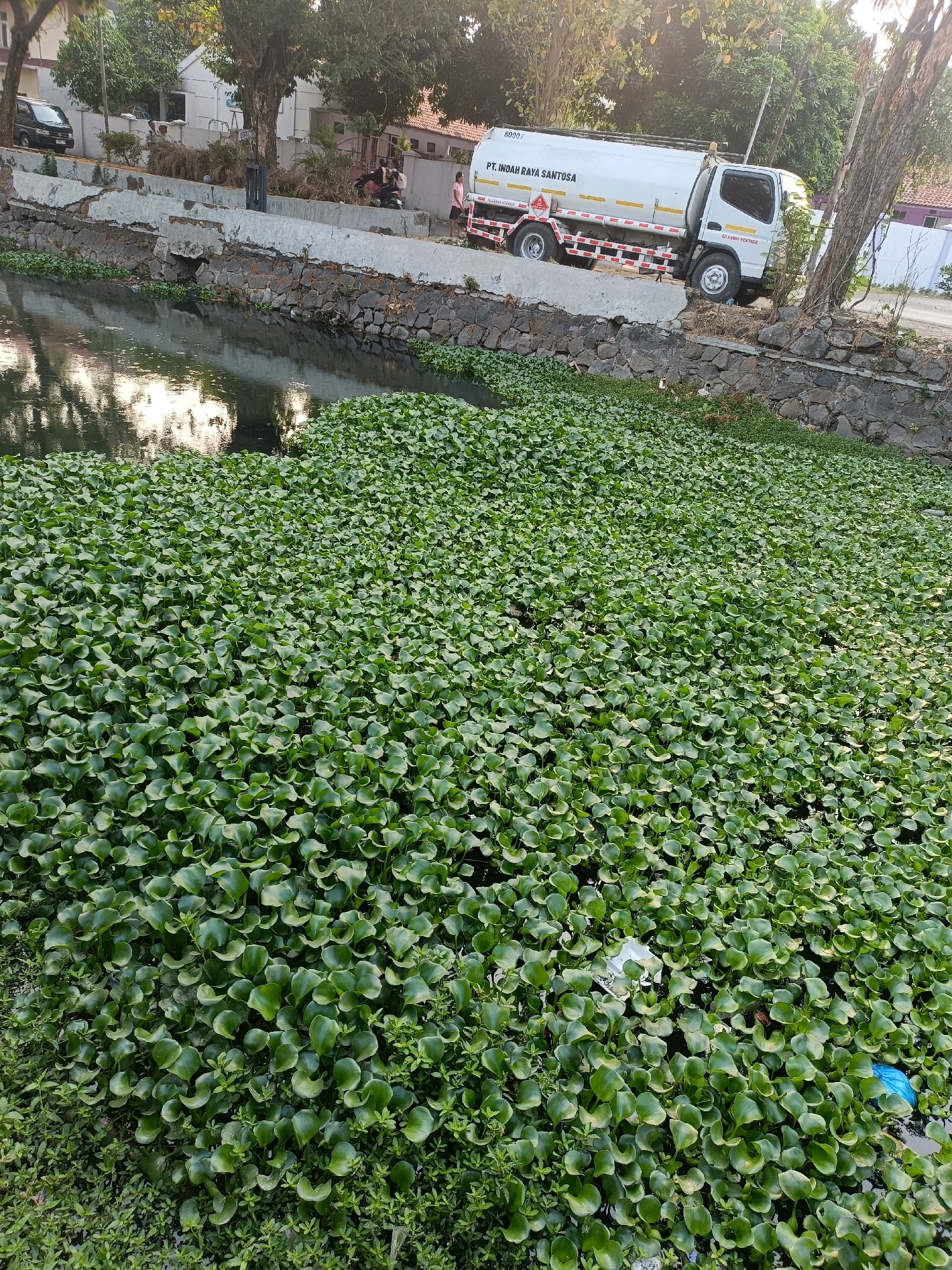 The image depicts a densely overgrown canal in Semarang, Indonesia, choked with a thick carpet of water hyacinths. In the background, a white tanker truck with "PT. INDAH RAYA SANTOSA" written on its side is parked on a concrete embankment. The embankment itself shows signs of disrepair, with cracked concrete and loose stones. A dark-colored van is visible further down the road, and a few people can be seen near the buildings in the distance. The water surface is largely obscured by the aquatic plants, but reflections of trees and the sky are visible where the hyacinths are sparser. Some litter, including a white plastic bag and a blue plastic bag, is present within the hyacinths, indicating a lack of maintenance in the area. The overall scene suggests an urban waterway struggling with unchecked vegetation and pollution.