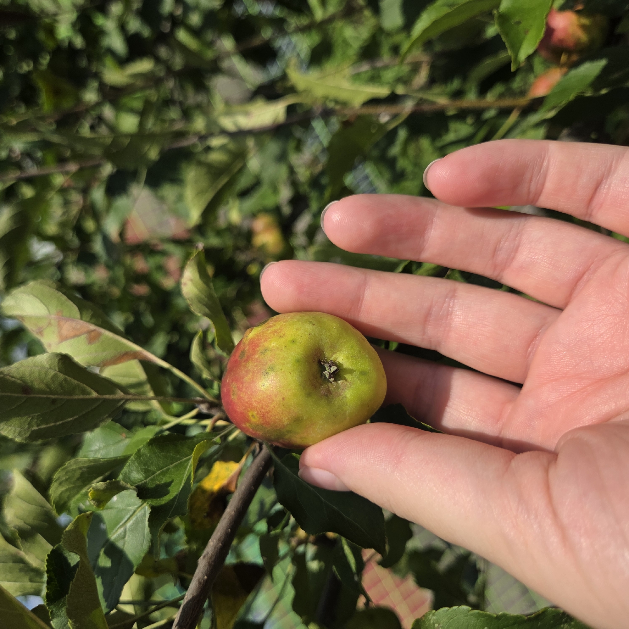 A person's hand, with fair skin and neatly trimmed fingernails, gently cups a small, unripe apple on a tree branch. The apple is predominantly green with streaks of red, indicating it is not yet fully mature. Lush green leaves, some showing slight discoloration and spots, surround the fruit. The background is a blur of more foliage and dappled sunlight, suggesting an outdoor setting on a clear day. The image appears to be taken in a rural or garden environment, possibly a fruit orchard, within the region of Dunnae-myeon, South Korea.