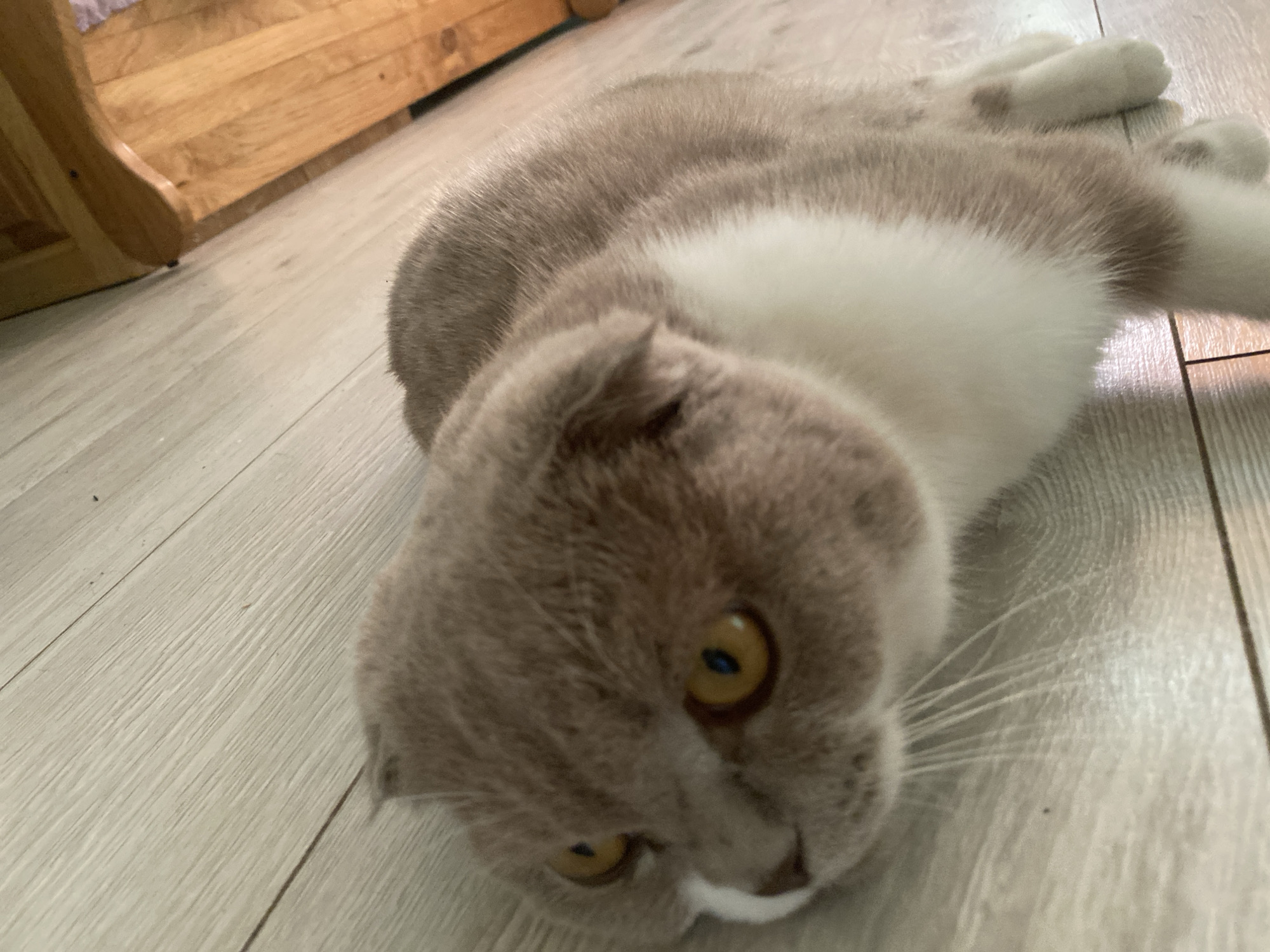 A close-up, low-angle shot captures a Scottish Fold cat lying on its side on a light-colored wooden floor. The cat's fur is a mix of light brown and white, with patches of brown on its head and paws. Its large, golden eyes are open and looking directly at the camera. The cat's ears are folded downwards, characteristic of the breed. In the background, a portion of a wooden furniture piece is visible, likely a bed frame or cabinet. The overall lighting suggests an indoor environment, possibly in a residential setting. The scene does not contain any people or any indications of the specific location within Mykytyntsi, Ukraine.