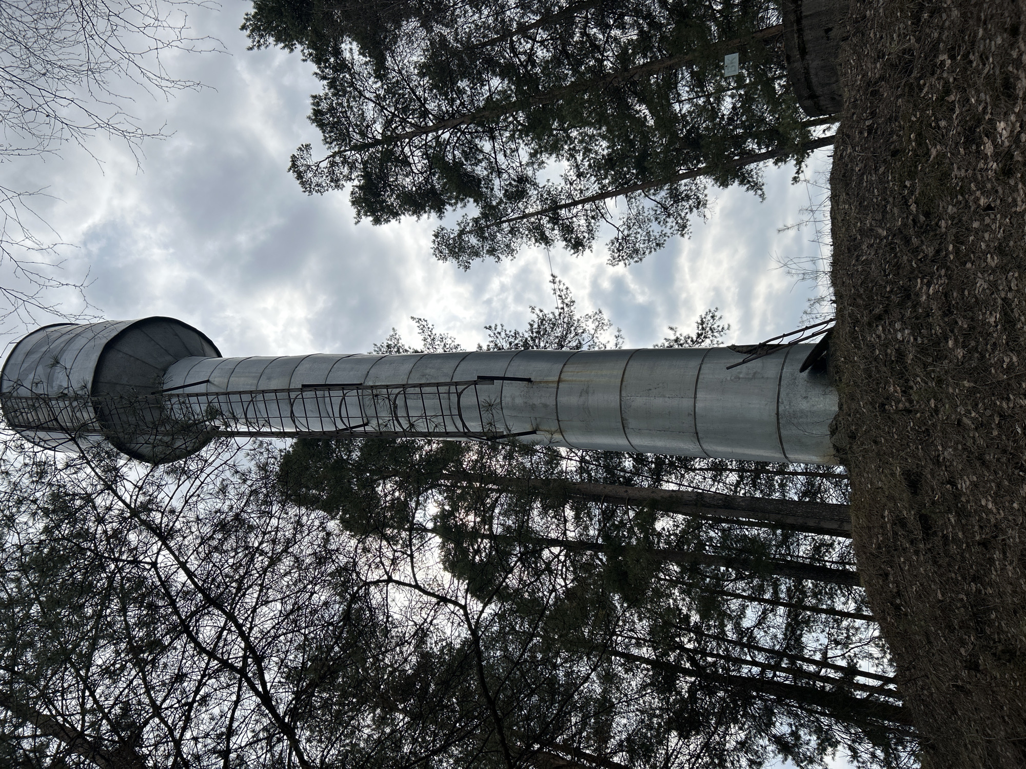 The image depicts a water tower in Noviy, Russia, viewed from a low angle looking up. The cylindrical metal tower has a ladder running along its length and is surrounded by tall trees, with their branches visible against a cloudy sky. The bark of one tree trunk is prominently featured on the right side of the frame.