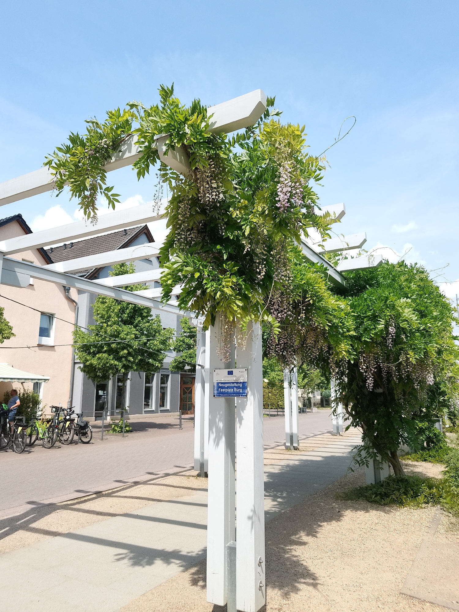 Here is a description of the image:
The image shows a pergola covered in wisteria vines, creating a shaded walkway. The pergola consists of white wooden posts and beams, with the wisteria growing over the structure, forming a green canopy with hanging purple flower clusters. The walkway below is made of light-colored gravel and pavement, with shadows cast by the pergola beams. To the left, there are bicycles parked in front of a building with gray and peach colored walls. The sky is blue with some clouds visible in the upper portion of the image. A blue sign is attached to one of the pergola posts, with text in a European language, possibly German. The environment appears to be a well-maintained public space in a city or town, during a sunny day.