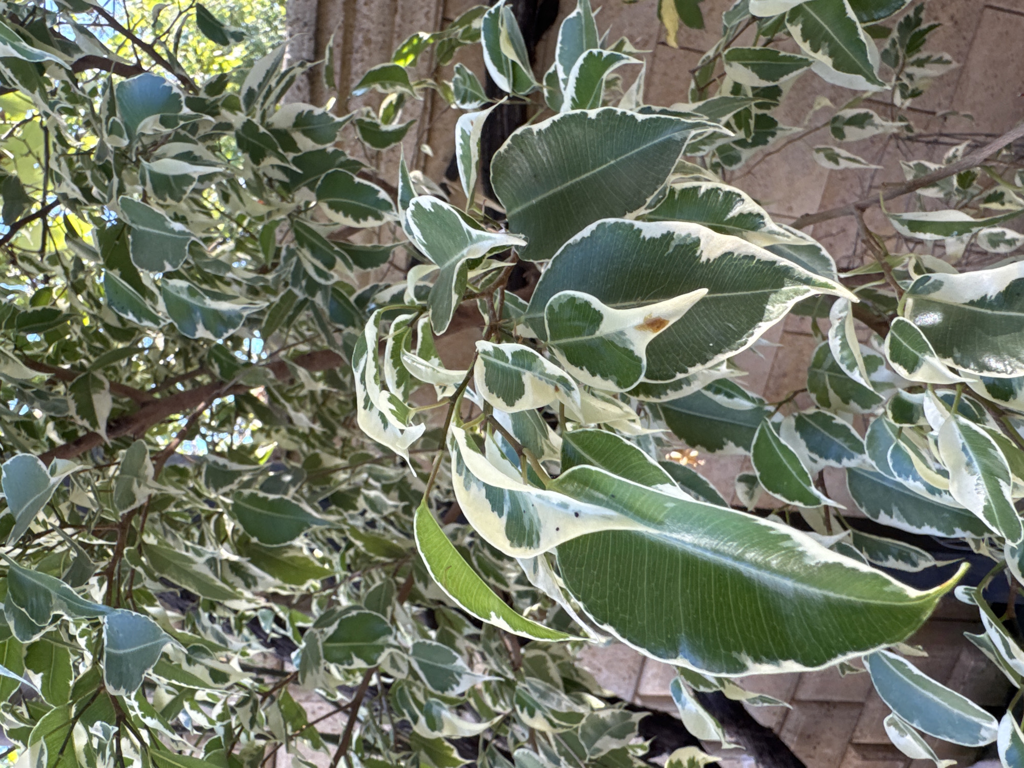 A close-up, eye-level, outdoor shot captures the variegated leaves of a Ficus benjamina tree. The leaves are dark green with irregular creamy white edges, creating a striking contrast. Sunlight filters through the foliage, highlighting the textures and veins of the leaves. The background consists of a blurred brick wall and hints of other greenery, suggesting an urban or garden setting. The scene is static, focusing solely on the plant's natural beauty. The location is identified as Sokhumi, Abkhazia.