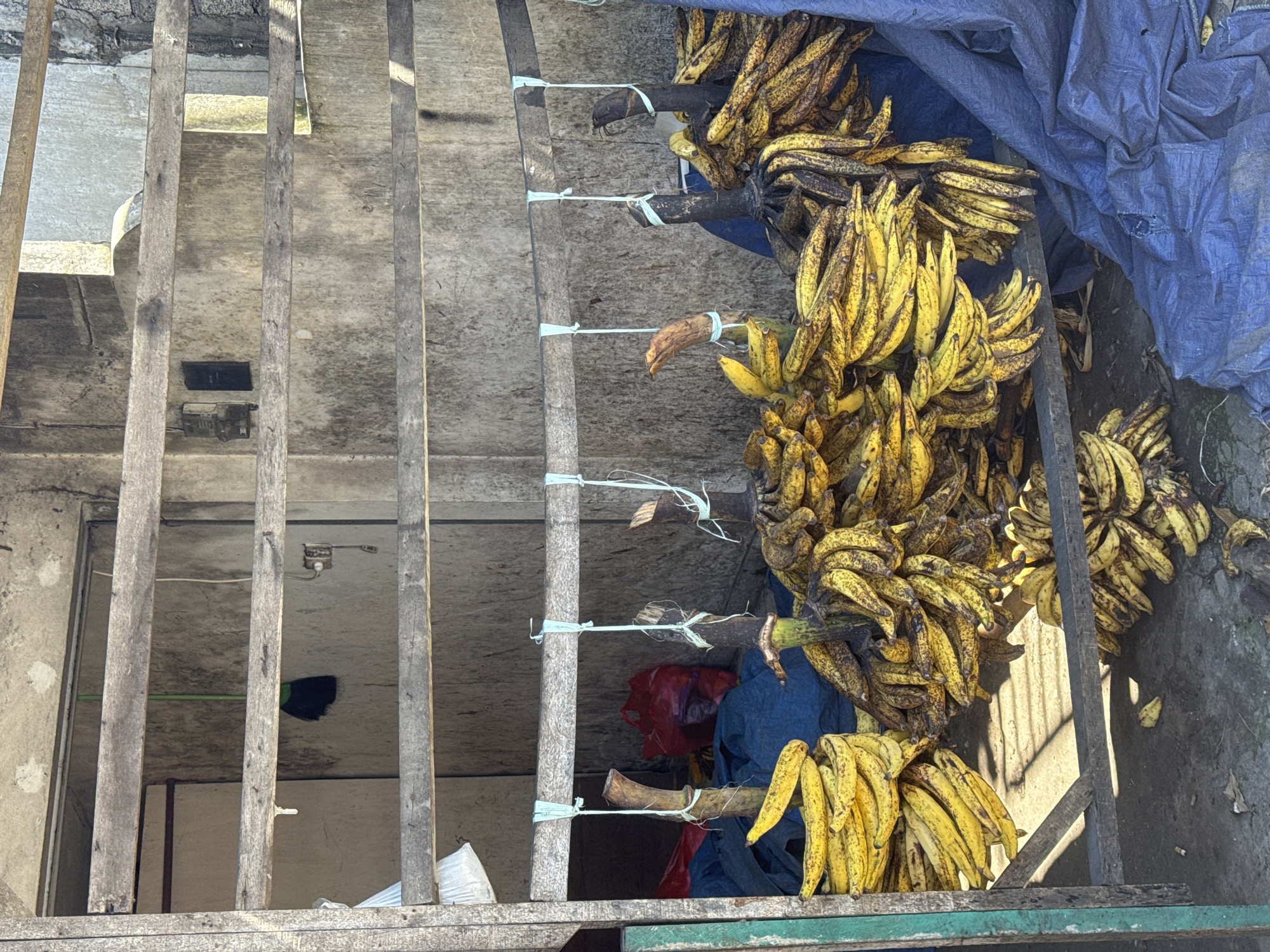 The image shows bunches of ripe bananas tied and hanging in what appears to be a makeshift storage or selling area. The location seems to be outdoors, perhaps a market stall or temporary setup in the city of Unknown, Unknown. There is a wooden structure consisting of vertical posts and horizontal supports, likely used for hanging the bananas. The bananas are tied with string, and a blue tarp partially covers some of the bunches. A glimpse inside the structure reveals items like a broom and plastic bags. The bananas show signs of ripeness, with yellow peels speckled with brown spots.