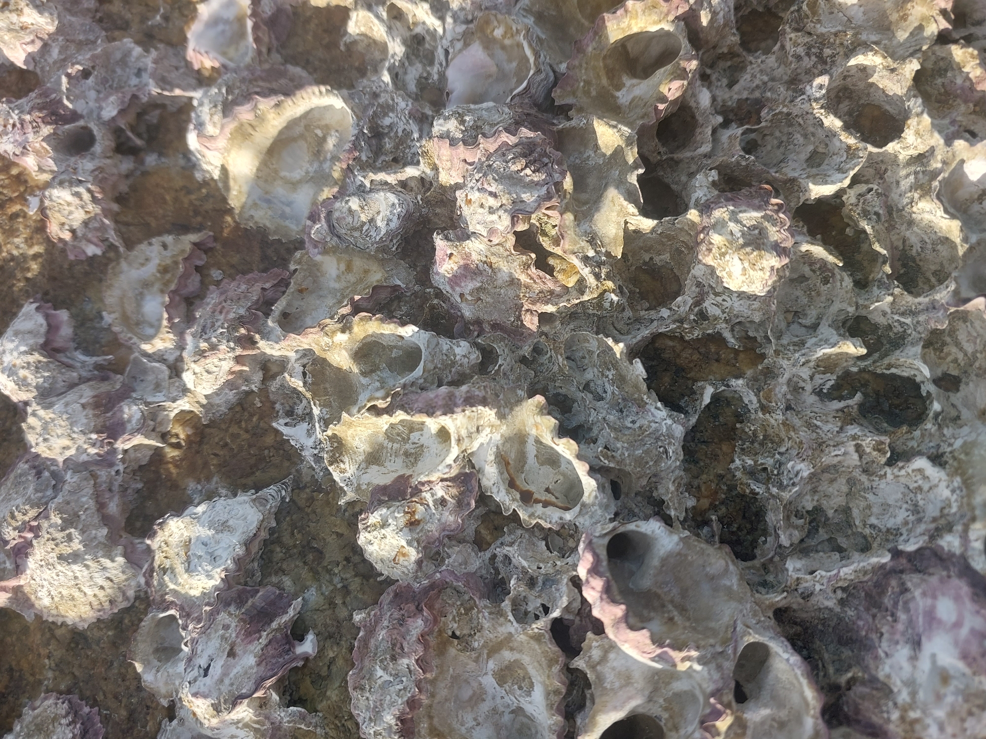 The image depicts a close-up, textured view of a cluster of barnacles attached to a rocky surface. The barnacles exhibit a layered, irregular structure with visible openings and iridescent interiors, ranging in color from off-white to light pink and purple hues. The rocky substrate appears rough and irregular, with varying shades of brown and grey. The lighting suggests a bright, sunny environment, casting shadows and highlighting the textures of the barnacles. The scene appears to be a natural, coastal environment, likely on a shoreline. This location is in Baan Chaweng Noi, Thailand.