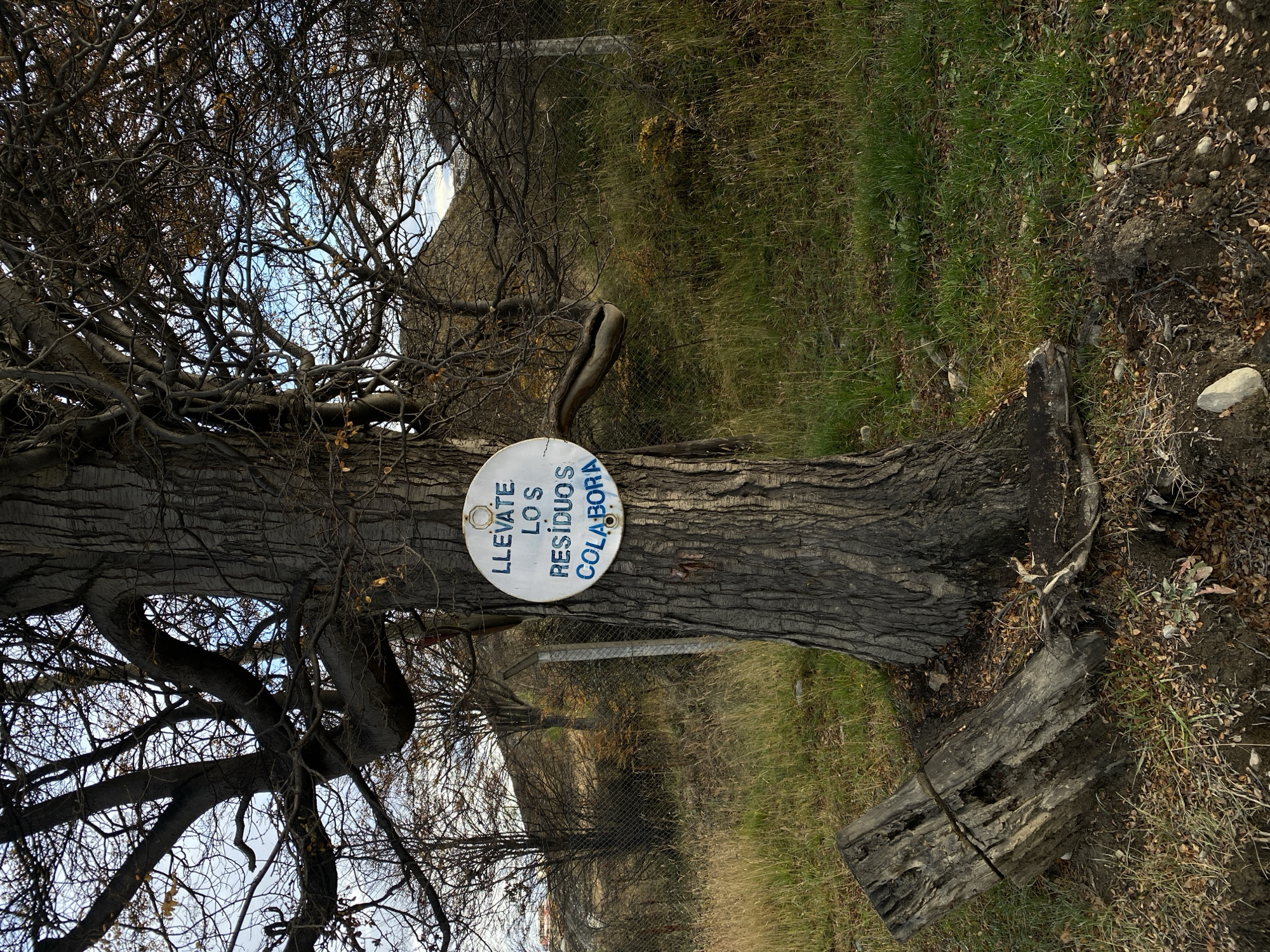 The image shows a tree in an outdoor setting, likely in the city of Ushuaia, Argentina, given the sign in Spanish. The tree is bare of leaves, with many branches visible against a slightly cloudy sky. A round, white sign is attached to the tree trunk, displaying the Spanish text "LLEVATE LOS RESIDUOS COLABORA" which translates to "Take your trash, collaborate". The tree is next to a grassy area with some dirt and fallen leaves. In the background, there's a fence and additional vegetation.