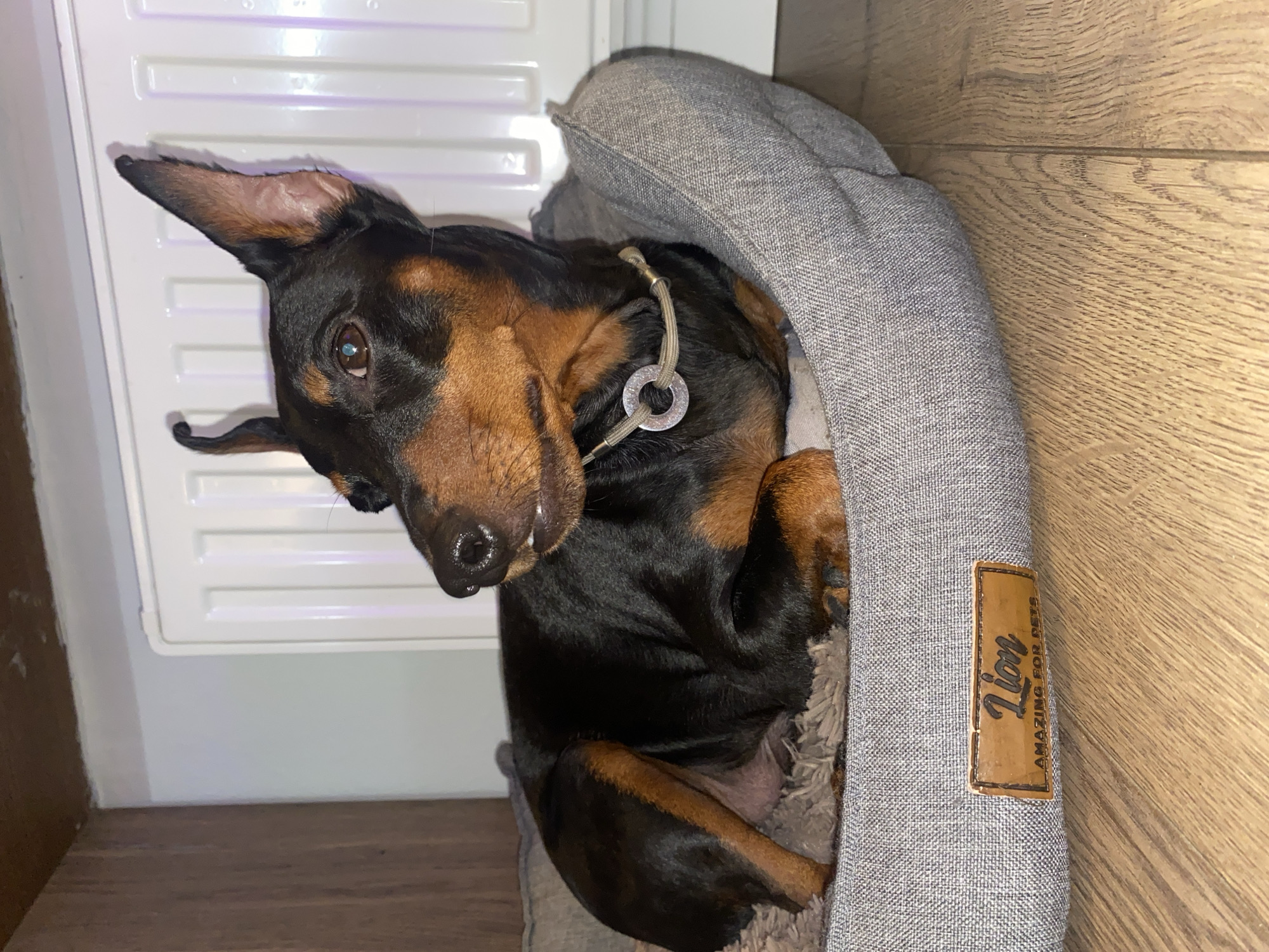 A black and tan Miniature Pinscher dog is resting in a gray dog bed on a wooden floor. The dog is lying on its side with its head turned to the left. The dog bed has a brown leather tag that says "Lion AMAZING FOR PETS". In the background, there is a white radiator and a wooden cabinet. The scene is indoors, likely in a home environment, and does not provide any information about its location in Moscow, Russia.