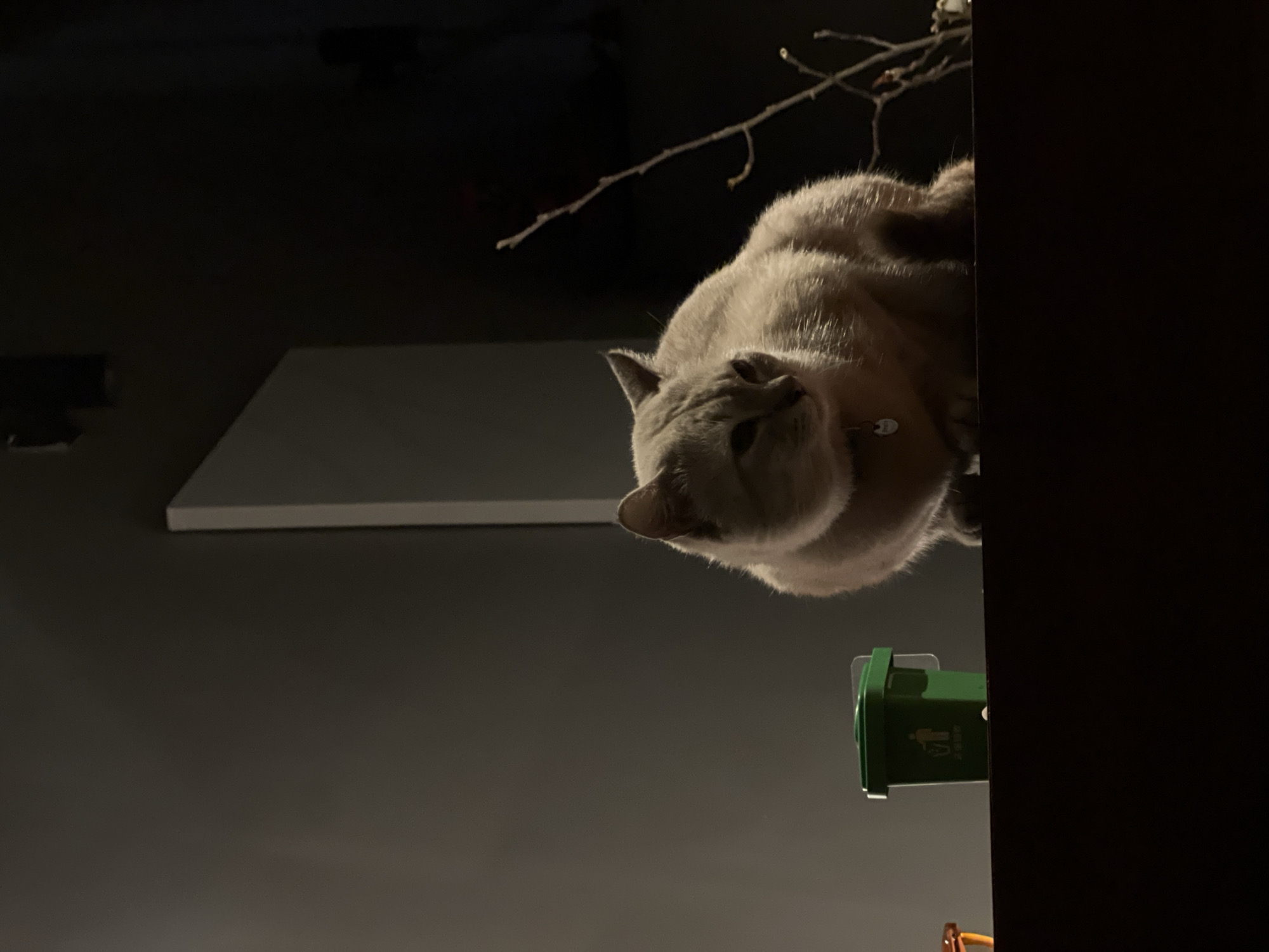 The media file captures a close-up indoor scene, centered on a light-colored, short-haired cat with greyish-beige fur. The cat is positioned on a dark surface, lying on its side with its head tilted, looking directly towards the camera with a curious or attentive expression. A small, metallic tag is visible on its collar.
Above the cat, a thin, bare tree branch with small buds extends diagonally from the top right corner across a dark background. To the right of the cat, a dark, vertical panel or surface forms the right edge of the frame. In the lower right section, a small, green miniature trash can or recycling bin is visible, lying on its side. This bin has a white pictogram of a person disposing of waste, and below it, Chinese characters "大笑爱环保" (dà xiào ài huán bǎo) which translate to "Big laugh loves environmental protection."
On the left side of the image, a white rectangular object is mounted vertically against a dark grey wall. The lighting is dim, casting strong highlights on the cat's fur and creating deep shadows in the background, suggesting an indoor setting in low light conditions, possibly evening or night. The overall composition and orientation of the objects give the impression that the image may have been rotated 90 degrees clockwise from its natural capture, presenting a unique and intimate perspective of the domestic environment.