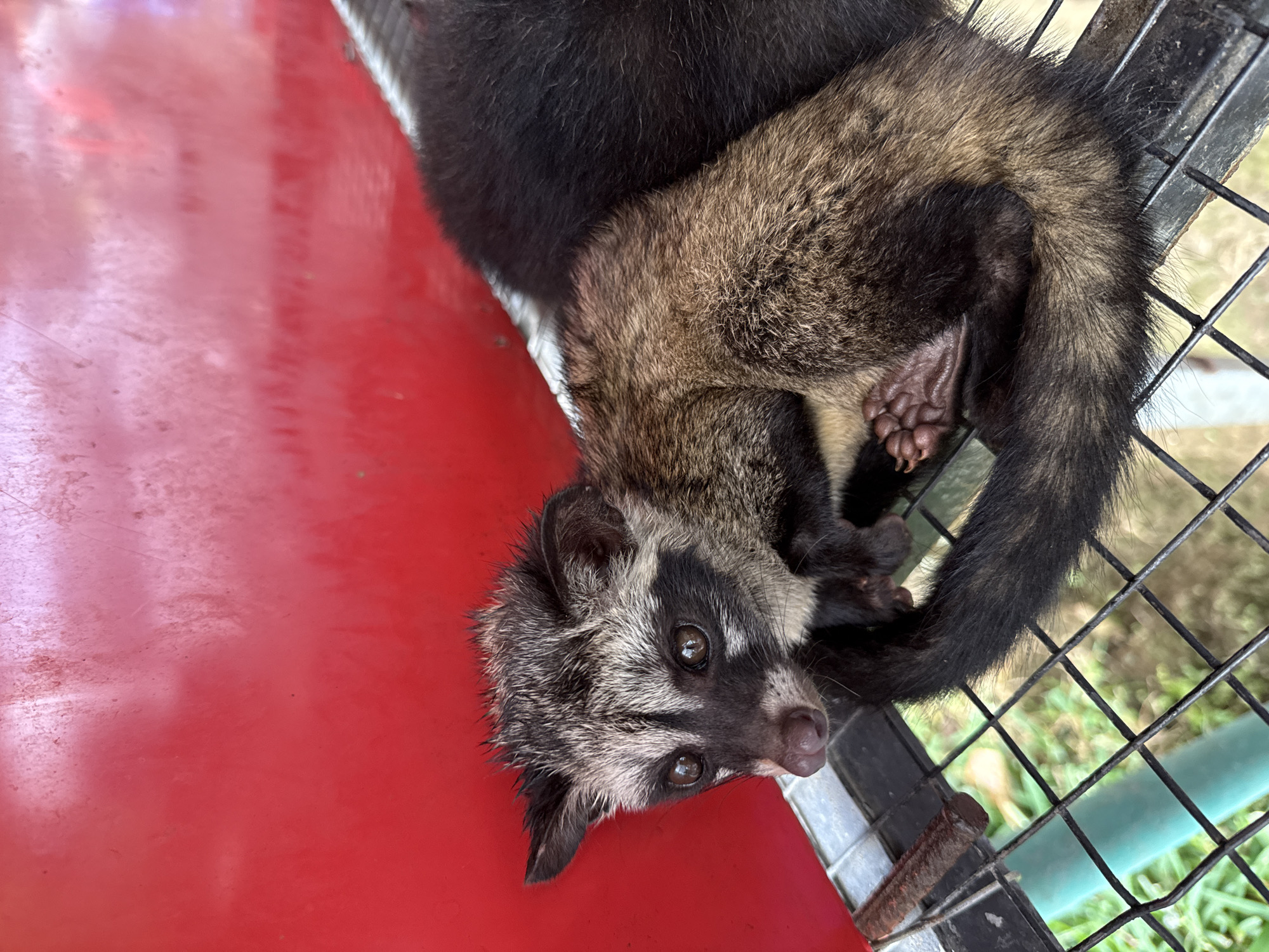 An animal, possibly a young civet, is in a cage with a red background. The animal is lying on its side, curled up. It has dark fur with lighter brown and grey markings on its face and body. Its eyes are dark and round. The cage is made of metal wire mesh. In the background, a blurry green and yellow area suggests an outdoor environment. The scene appears to be located in Baturiti, Indonesia.