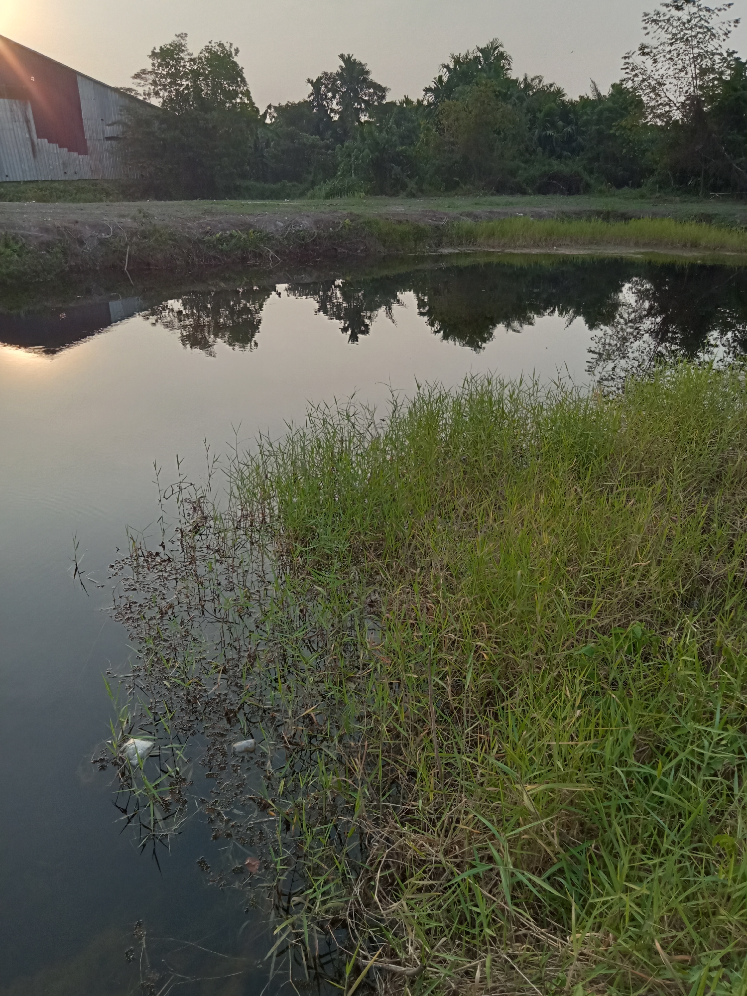 The image shows a tranquil pond with lush green grass growing along its bank. In the background, a dense line of trees borders the water, and a rustic building with a corrugated metal roof and red siding is visible to the left. The sky is clear and a soft light suggests it is either early morning or late afternoon. The water reflects the trees and the building, creating a peaceful, symmetrical scene. There are a few pieces of plastic trash floating in the pond, near the edge where the grass meets the water. The location is in Teluk Kenidai, Indonesia.