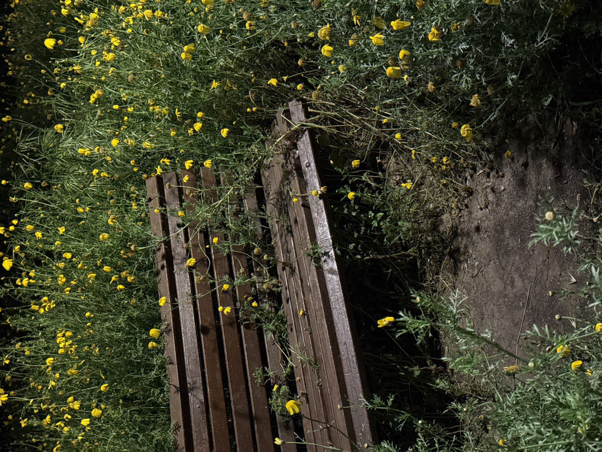 Captured at night, the image depicts a park bench nestled amongst vibrant yellow flowers in Tel-Aviv, Israel. The weathered wooden bench is partially obscured by the flora, which also extends towards a patch of bare earth adjacent to the bench. No people are visible.