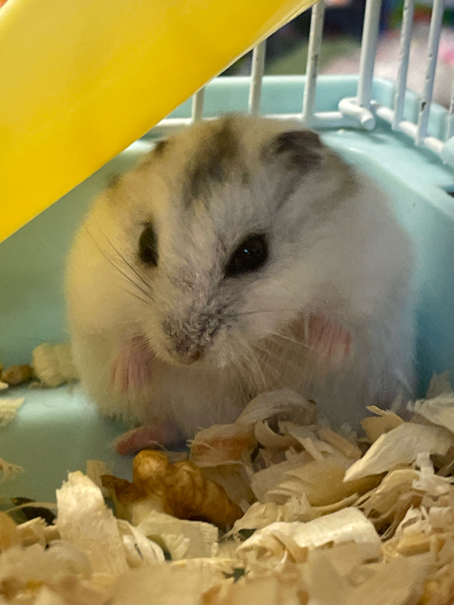The image shows a close-up, eye-level, natural light photograph of a dwarf hamster in a cage. The hamster is the primary subject, positioned in the center of the frame, facing slightly to the left. It has white and grey fur, with dark eyes. Its paws are visible, and it appears to be sitting amidst wood shavings and a few small food pieces. In the background, parts of a blue and white hamster cage are visible, including a yellow plastic ramp or tube on the left side and white bars of the cage on the right. The scene is indoors. There is no indication of the location being in the city of Baranovka, Russia, or any other specific geographical location.