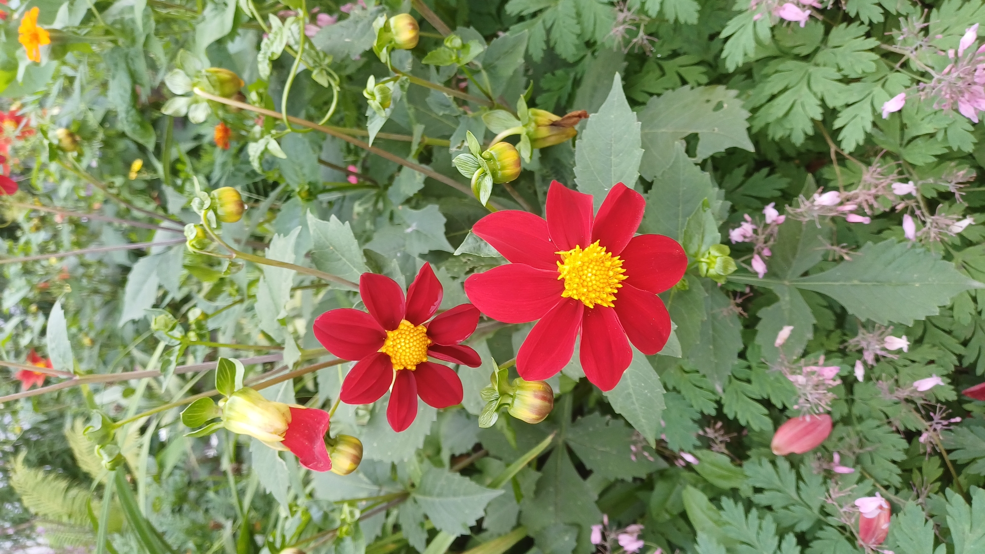 The image depicts a close-up view of several red dahlia flowers with bright yellow centers, set against a backdrop of green foliage. Some dahlia buds, partially open and green, are also visible. Interspersed among the dahlias are smaller pink flowers. The scene appears to be an outdoor garden. There is no discernible information in the image to suggest a specific location in Izhevsk, Russia. The image is devoid of any people or identifiable human activity.