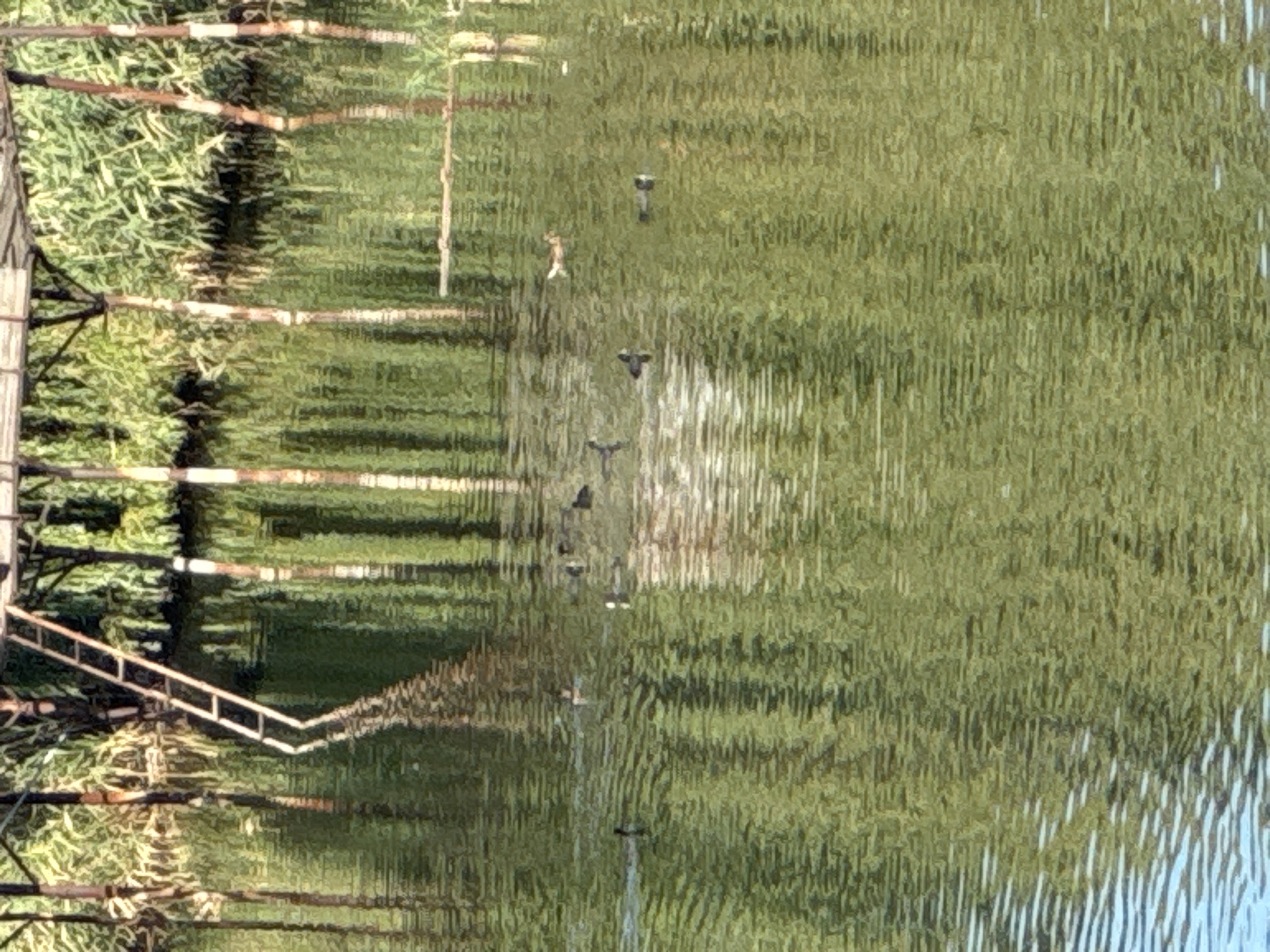 A wide-angle shot captures a calm body of water, likely a river or lake, reflecting the surrounding greenery and a wooden pier structure. A ladder extends from the pier into the water. Several ducks are scattered across the water's surface. The overall scene suggests a natural environment within or near Rostov-on-Don, Russia.