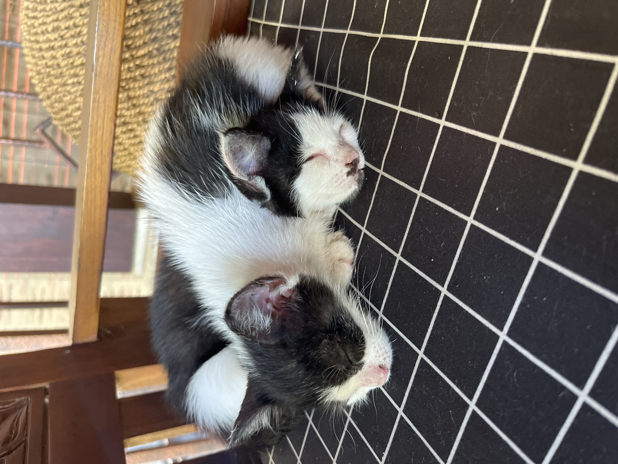 Two black and white kittens are curled up together asleep on a cushion with a black and white grid pattern. They are situated on a wooden chair with a woven back. The location is likely Tegallalang, Indonesia.