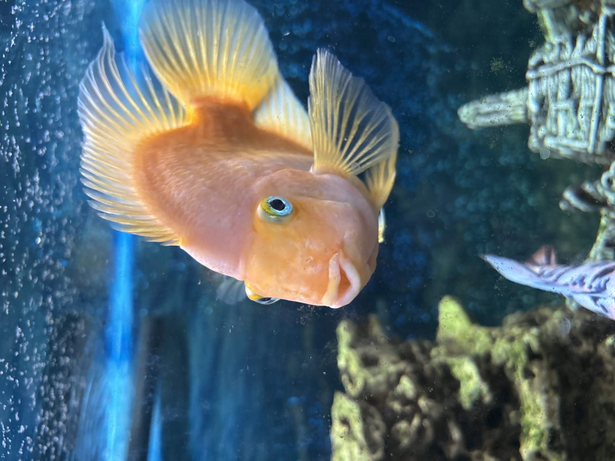 An orange parrot cichlid fish swims in a blue aquarium. The fish has bright blue eyes and its fins are a golden-yellow color. In the background, there are blurred images of green-tinged rocks and a white, weathered shipwreck decoration. Bubbles are visible at the top of the tank. There is another fish in the lower left corner of the frame that is out of focus and appears to be a different species, possibly a angelfish. The image was taken in an indoor setting, likely a home aquarium.