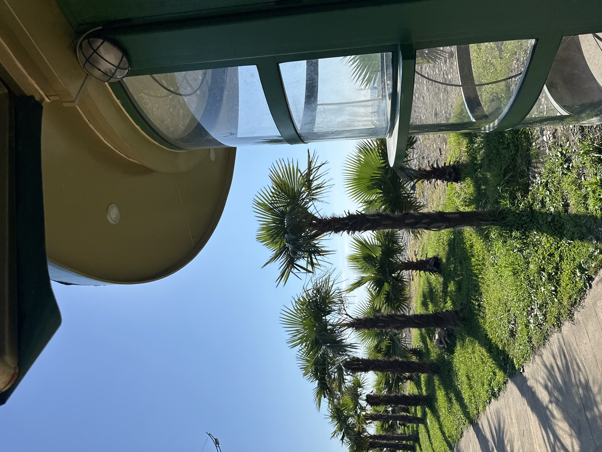 The image shows a row of palm trees in Batumi, Georgia, on a sunny day. The trees are planted along a paved walkway, and their fronds cast long shadows on the ground. The sky is a clear blue, and the sun is bright, suggesting it is daytime. In the foreground, part of a building with a curved, yellowish structure and a green overhang is visible, with a light fixture mounted on the overhang. The building appears to be covered in glass panels, allowing a view of the outdoors. The overall scene evokes a sense of a warm, pleasant day in a tropical or subtropical location, with lush greenery and clear skies. There is no visible text in the image.