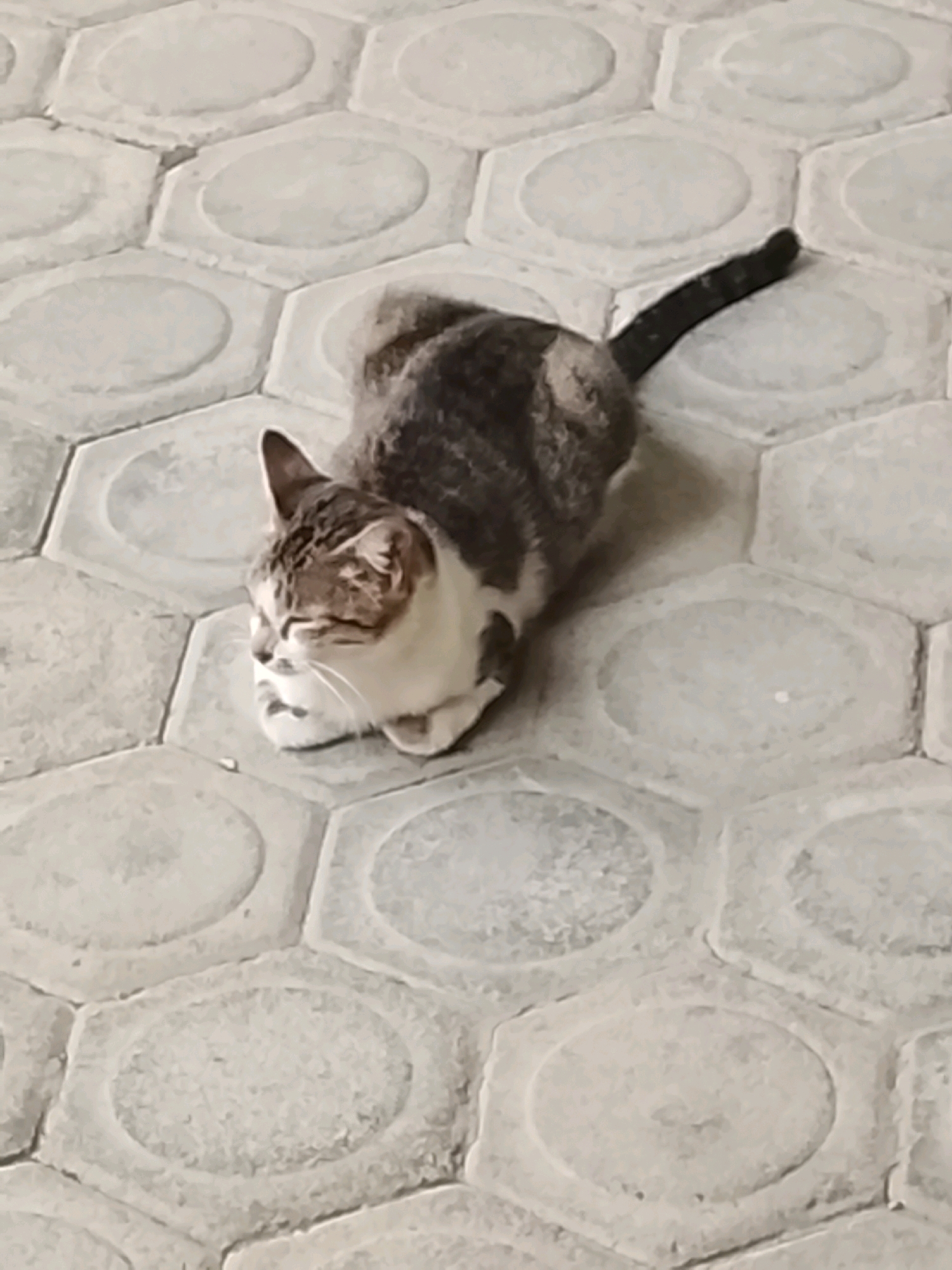 A tabby and white cat is curled up on a hexagonal paved surface. The cat's head is resting on its paws, with its eyes closed. Its tail is curled around its body. The paving stones are light gray and have an oval indentation in the center of each hexagon. The scene appears to be outdoors. This image was taken in Slawi, Indonesia.