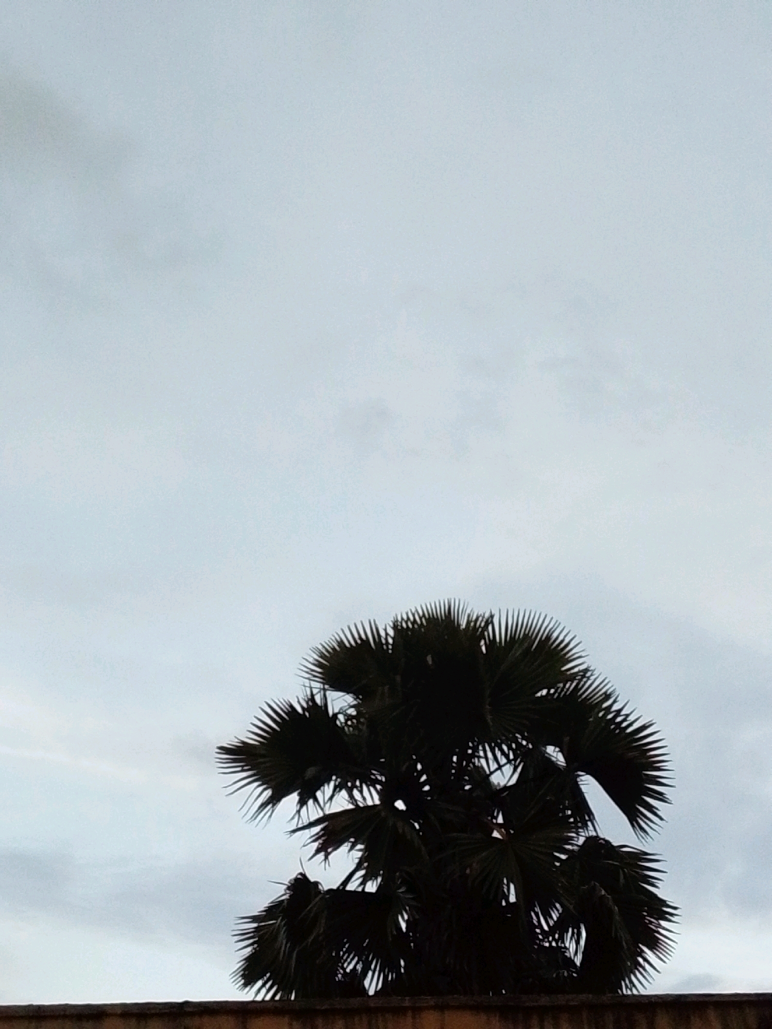 A palm tree is silhouetted against a cloudy sky. The tree is dark and appears to be in the foreground, with its fronds spread out. A brown wall or structure is visible at the bottom of the image, partially obscuring the base of the tree. The sky is a pale blue-gray with some wispy clouds. There are no people or animals visible in the image. The scene suggests an outdoor setting, possibly in a tropical or subtropical climate.