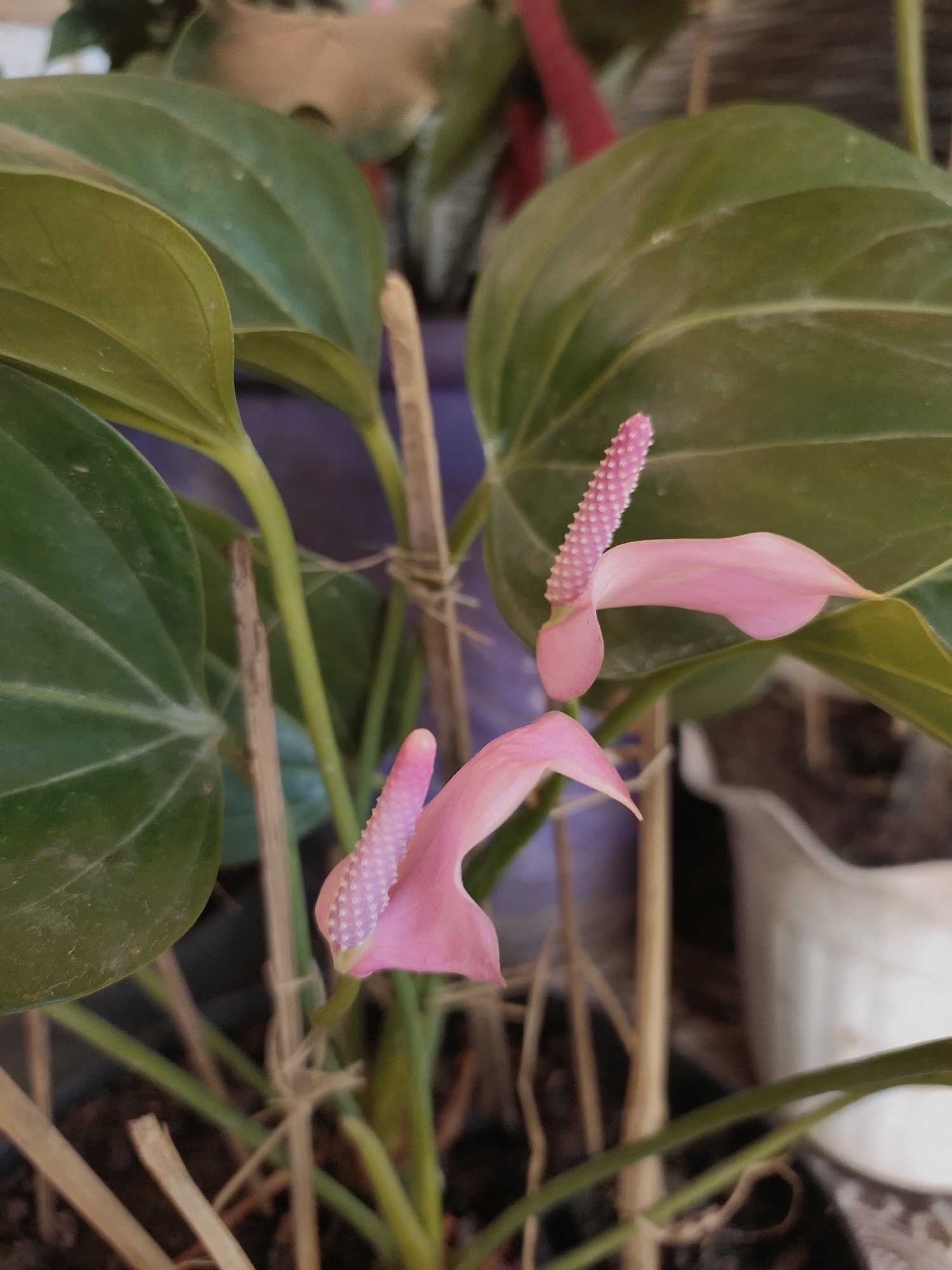 A close-up shot of a pink Anthurium plant is captured in Bumiwangi, Indonesia. The plant is anchored with two wooden supports tied with twine. The glossy green leaves are prominent, and the pink spadix and spathe flowers are in focus. The plant appears to be in a potted setting, evidenced by the white pot visible in the background.