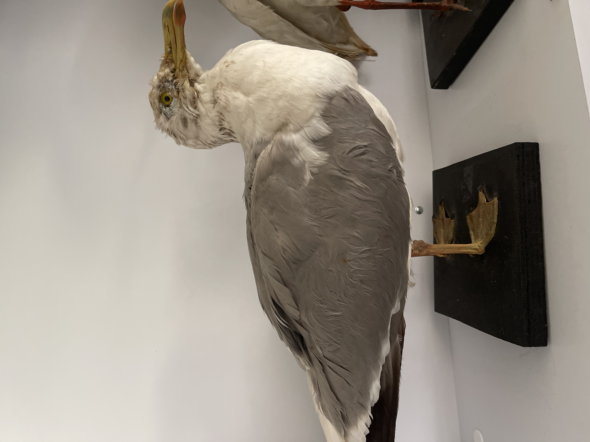 A taxidermied seagull stands on a black pedestal against a plain white background. The seagull is mostly gray and white, with a yellow beak and yellow eyes. Its feet are webbed and yellow. The bird is positioned in profile, facing to the right. The background suggests an indoor display, likely in a museum or educational institution in Tel-Aviv, Israel, given the context provided. There are no people or other living beings visible in the image. The environment is clean and sterile, emphasizing the preserved subject.