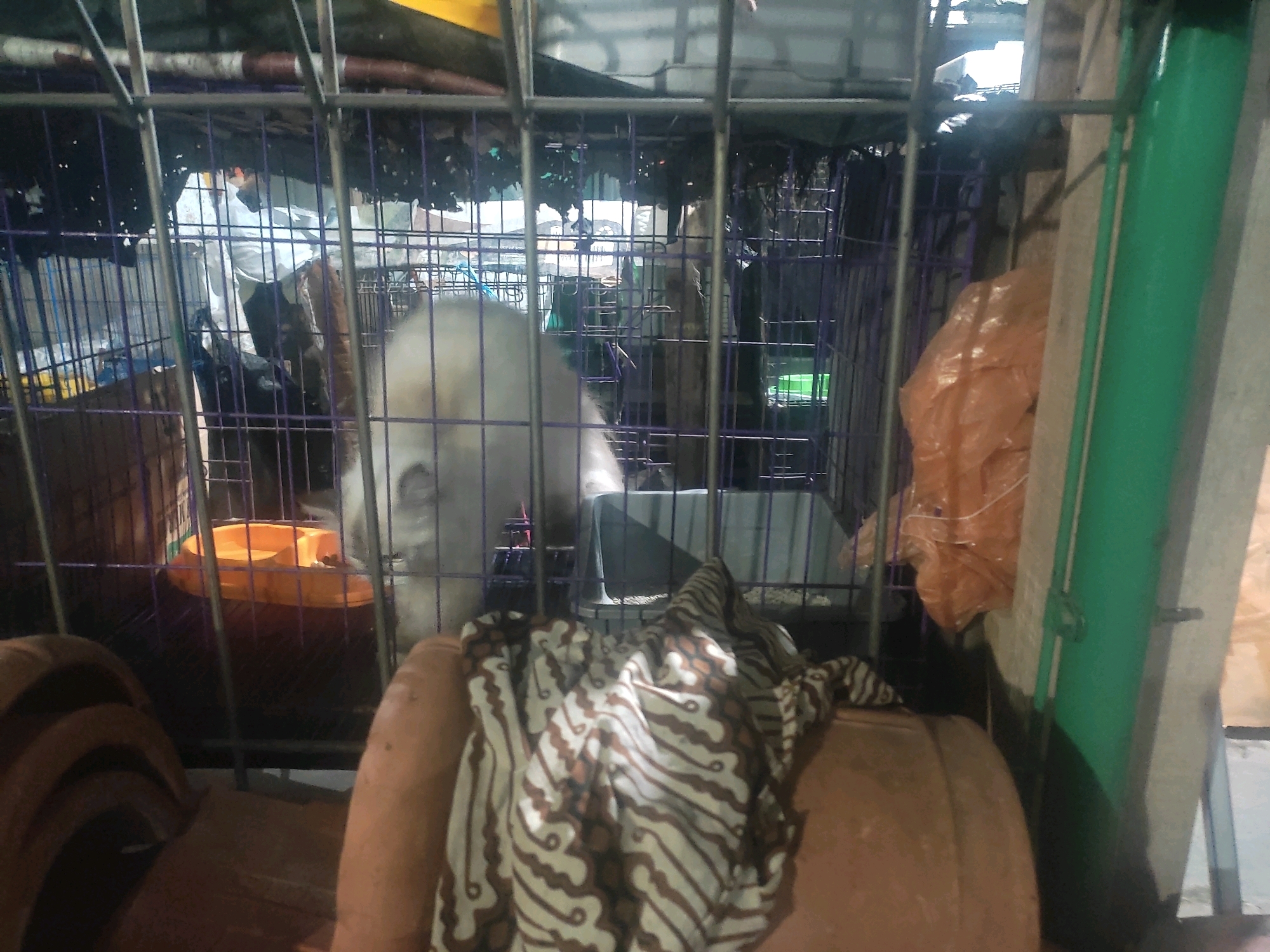 In Bogor, Indonesia, within a multi-level cage structure, a white dog with light fur is visible. The dog appears to be an adult and is standing. The cage is made of metal bars and contains a blue food or water bowl. The background of the cage is cluttered with various items, including what appears to be a plastic bag and other debris. In the foreground, a brown upholstered chair with a patterned cloth draped over it is present. The lighting in the scene is dim, suggesting it may be indoors or at night. The overall environment appears to be a storage area or a makeshift shelter.