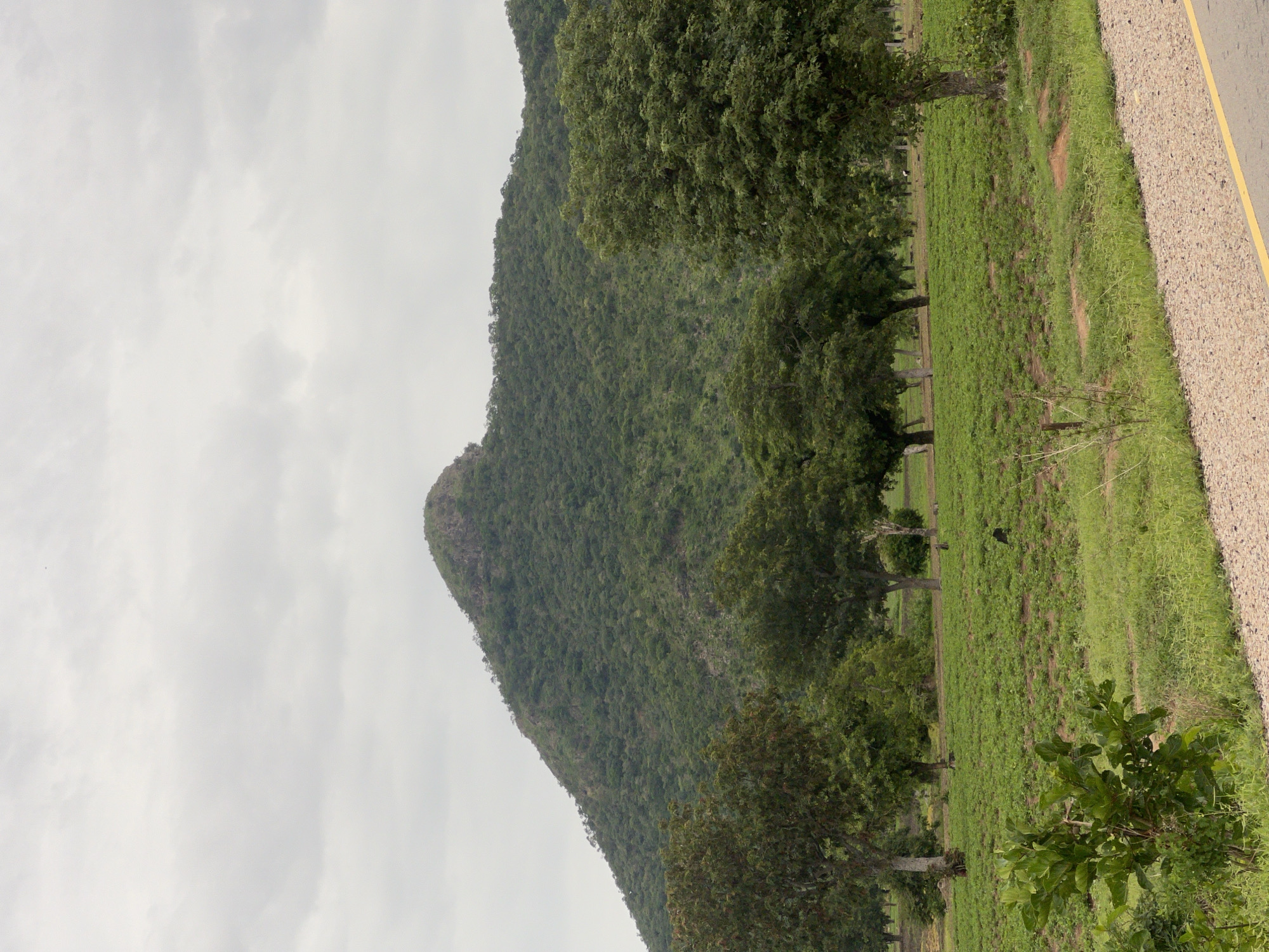 The image depicts a landscape in Minda, Nigeria, characterized by a verdant, tree-covered mountain dominating the background. The mountain's slopes are densely forested, with a rugged, rocky peak. In the middle ground, a field of young, green crops is visible, bordered by a line of mature trees. These trees vary in size and foliage density, with some displaying thicker canopies. The foreground features a rough, gravelly path or road with a yellow line marking its edge, bordered by green grass and some low-lying vegetation. The sky above is overcast with grey clouds. A single black bird is present in the crop field.
