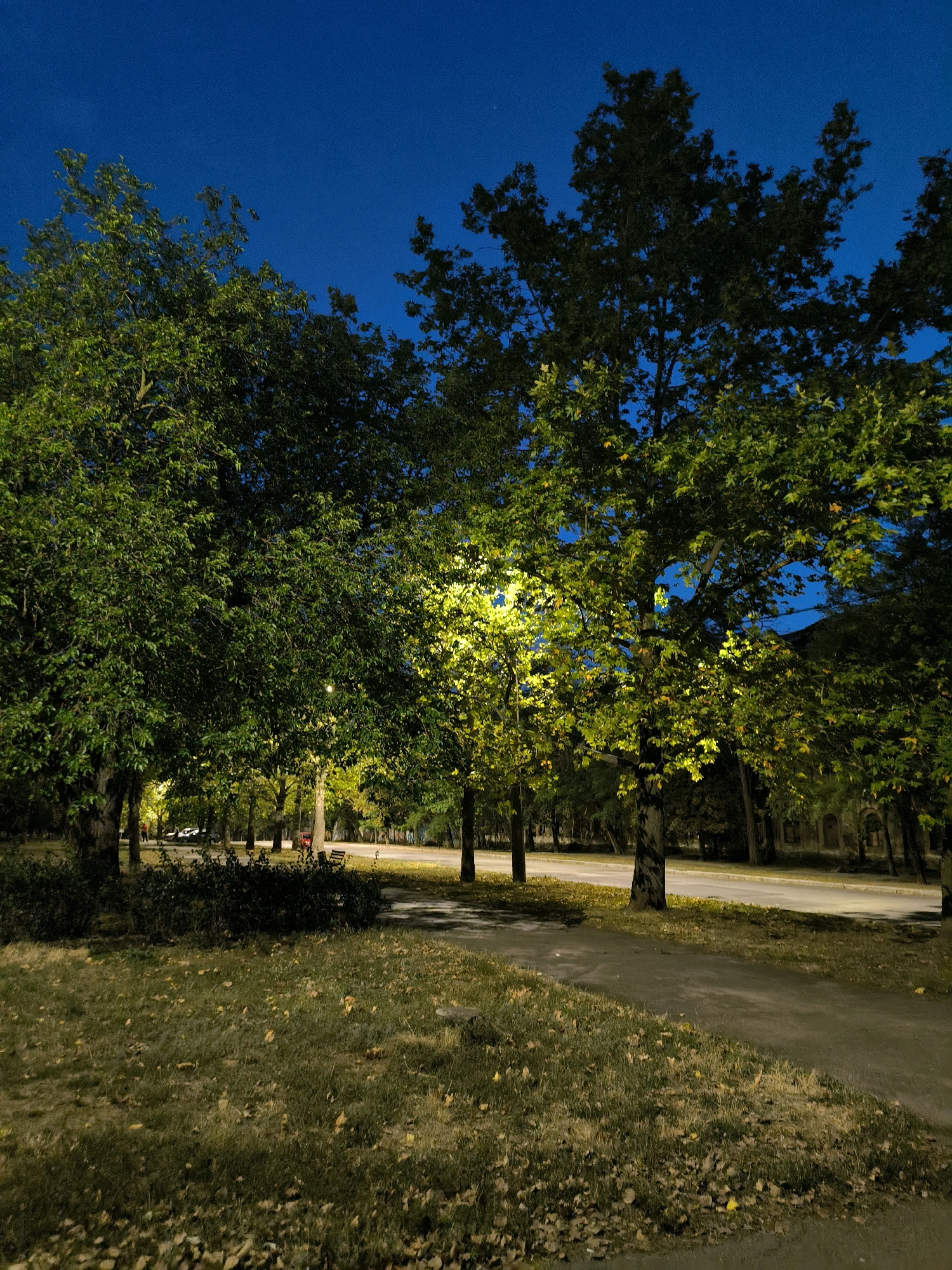 A low-angle, full shot captures a street scene at dusk in an unspecified urban location. The sky is a deep, clear blue, transitioning to darker tones as night falls. Tall trees, their leaves a vibrant green and tinged with yellow, dominate the foreground and middle ground, creating a dense canopy. A pathway, illuminated by streetlights that cast a warm, yellow glow, meanders through the park-like setting. The path is lined with grass and fallen leaves. In the background, a paved road stretches into the distance, with a few parked cars and distant buildings suggesting a residential or commercial area. The overall atmosphere is serene and quiet, evoking a sense of urban tranquility.