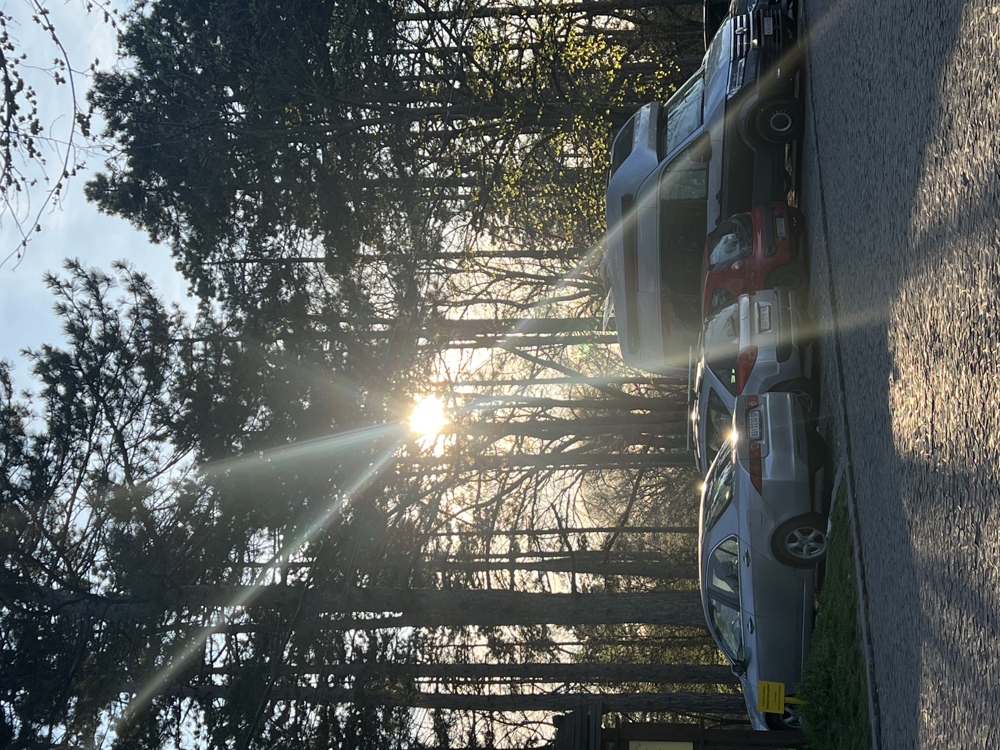 The image shows a parking lot next to a park in Belgrade, Serbia. Several vehicles are parked along a paved road, including a dark van, a camper, a red compact car, a silver hatchback, and a gray sedan. The park is filled with tall, bare trees and coniferous trees, partially obscuring the sunlight. A small wooden structure is visible at the edge of the parking lot.