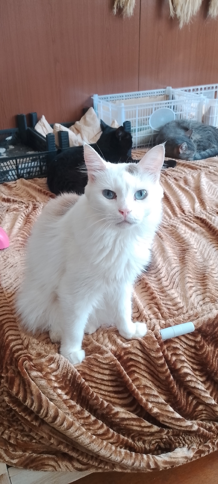 In a domestic indoor setting, likely a bedroom, a fluffy white cat with striking blue eyes sits centrally on a brown, textured blanket. The cat is facing forward, with a slight tilt of its head and a neutral expression. Its fur is long and white, with a small patch of light brown on its head. The blanket exhibits a wavy pattern. In the background, several other cats are visible. To the left, a black cat is partially obscured by a black plastic basket containing what appear to be soft items, possibly blankets or cushions. Further to the right, a grey tabby cat is curled up asleep, positioned within a white plastic cage or divider. In the far background, above the cats, decorative dried grass or reeds hang from a wooden surface, presumably a wall. The overall impression is of a home environment where multiple cats are present. The image does not contain any specific geographical markers indicating the city of Belgorod, Russia, or any unique urban features.