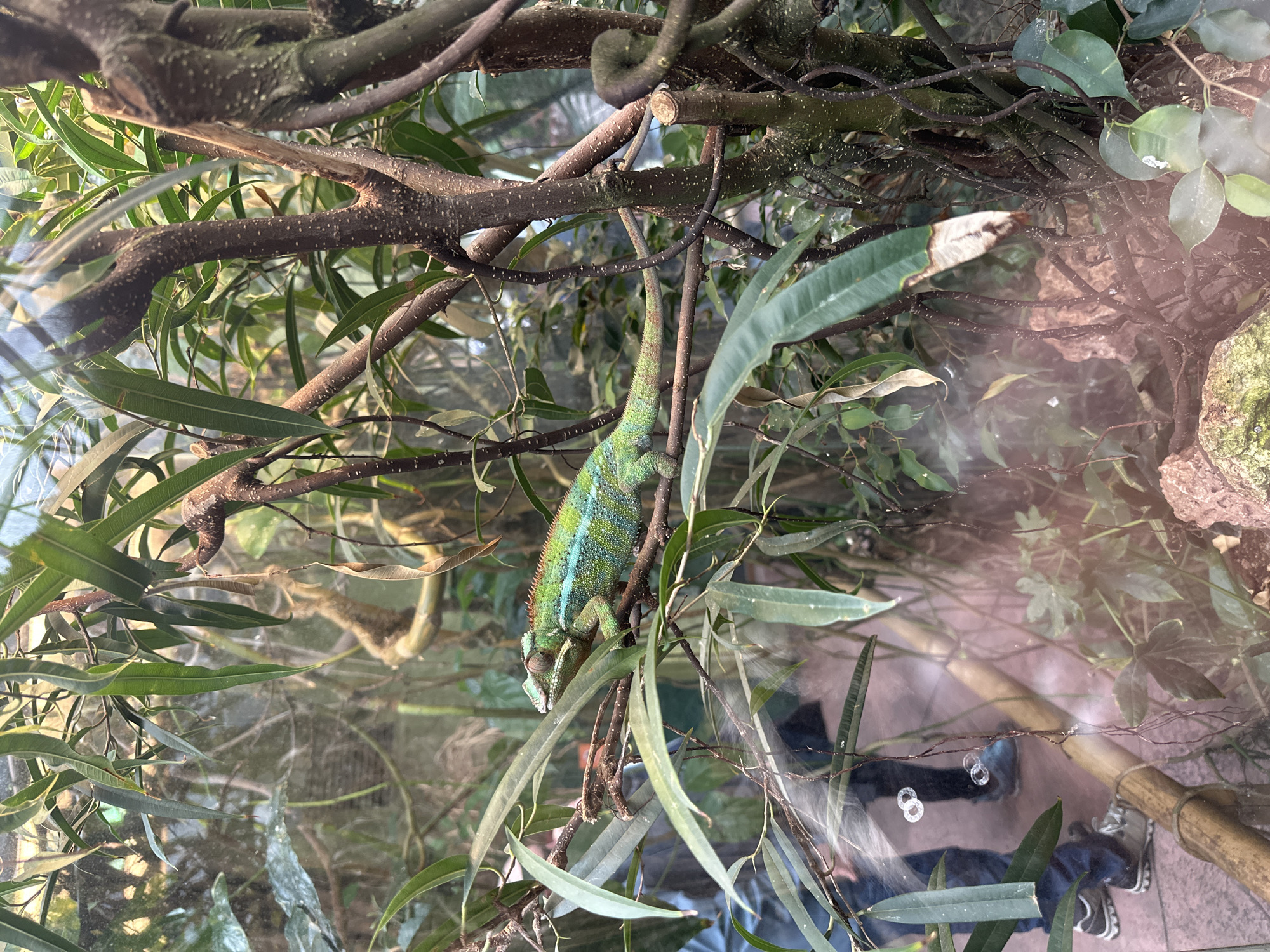 The image depicts a chameleon inside a terrarium. The chameleon is green and blue with yellow highlights, clinging to a branch with leaves. The terrarium contains other branches, leaves, and foliage. Reflections of people and objects are visible on the glass of the terrarium. The location is the Wrocław Zoo in Wrocław, Poland.