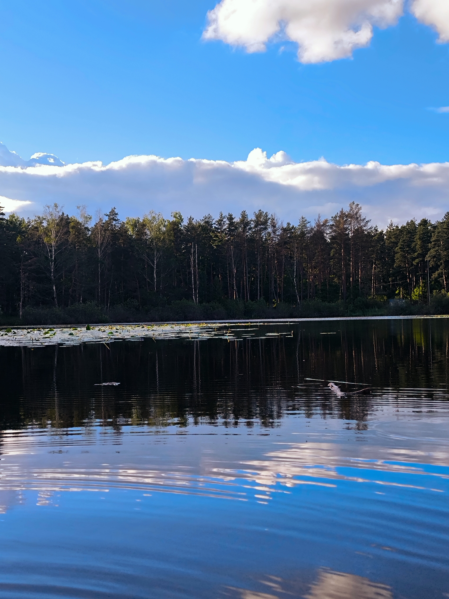 This is a vertical, eye-level, full shot photograph of a tranquil lake scene with a forest in the background under a bright blue sky with fluffy white clouds. The foreground is dominated by the dark, still water of the lake, with subtle ripples creating a reflective surface. The reflection of the sky and the trees is visible, creating a mirror image. In the middle ground, lily pads are scattered across the surface of the water, and a few pieces of driftwood or branches are floating. The background features a dense line of dark green evergreen trees and some deciduous trees with lighter green and white foliage, suggesting a mixed forest. The sky above is a vibrant blue, with several large, white, cumulus clouds scattered across it. The overall impression is one of natural serenity and a peaceful, untouched landscape. The image is sharp and detailed, with good contrast and color saturation. The lighting suggests it is daytime, possibly late afternoon given the warm tones in the clouds. There are no people or man-made structures visible in the image.
The image depicts a natural landscape that could be found in numerous locations. Without further information or context, it is impossible to definitively identify this scene as being in the city of Riga, Latvia. However, if this image were to be located in Riga, it might represent a natural area on the outskirts of the city, such as along the Daugava River or near one of the city's many parks and green spaces that contain bodies of water.
