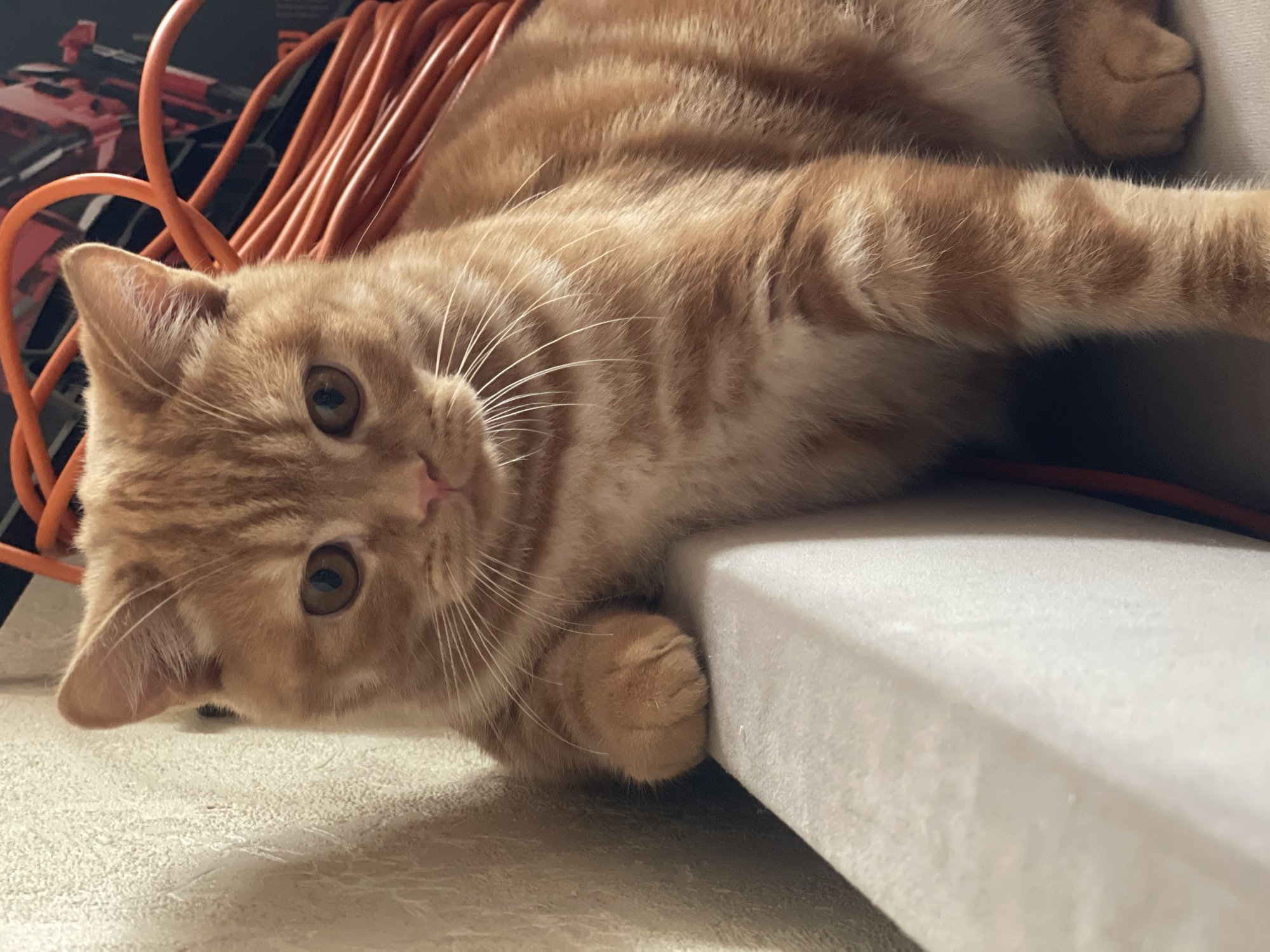 A ginger tabby cat is resting on a light-colored surface. The cat is in focus, with its paws resting on the edge of the surface. Its fur is striped with orange and white. In the background, there is an orange electrical cord coiled up, and a dark object that appears to be a piece of machinery. The wall behind the cat is textured and light-colored. The scene appears to be indoors, in an unspecified location within the city of Kommunarka, Russia. There are no people visible in the image.
