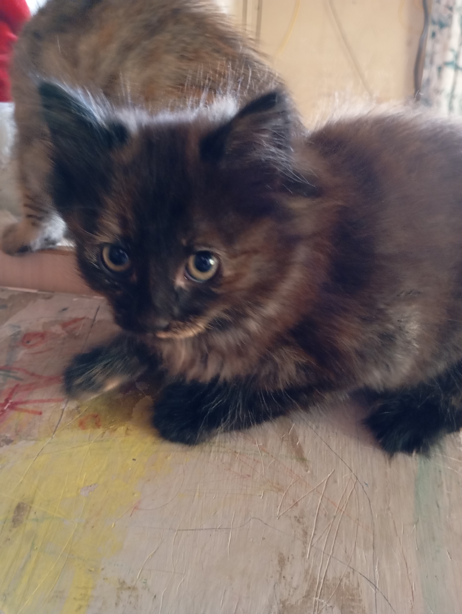 The image shows a small, dark-furred kitten with amber eyes resting on a textured surface. A second, blurred kitten is partially visible in the background. The foreground surface has a yellow and white base with various scratch marks and a few light-colored linear designs. The location is Unknown, Unknown.