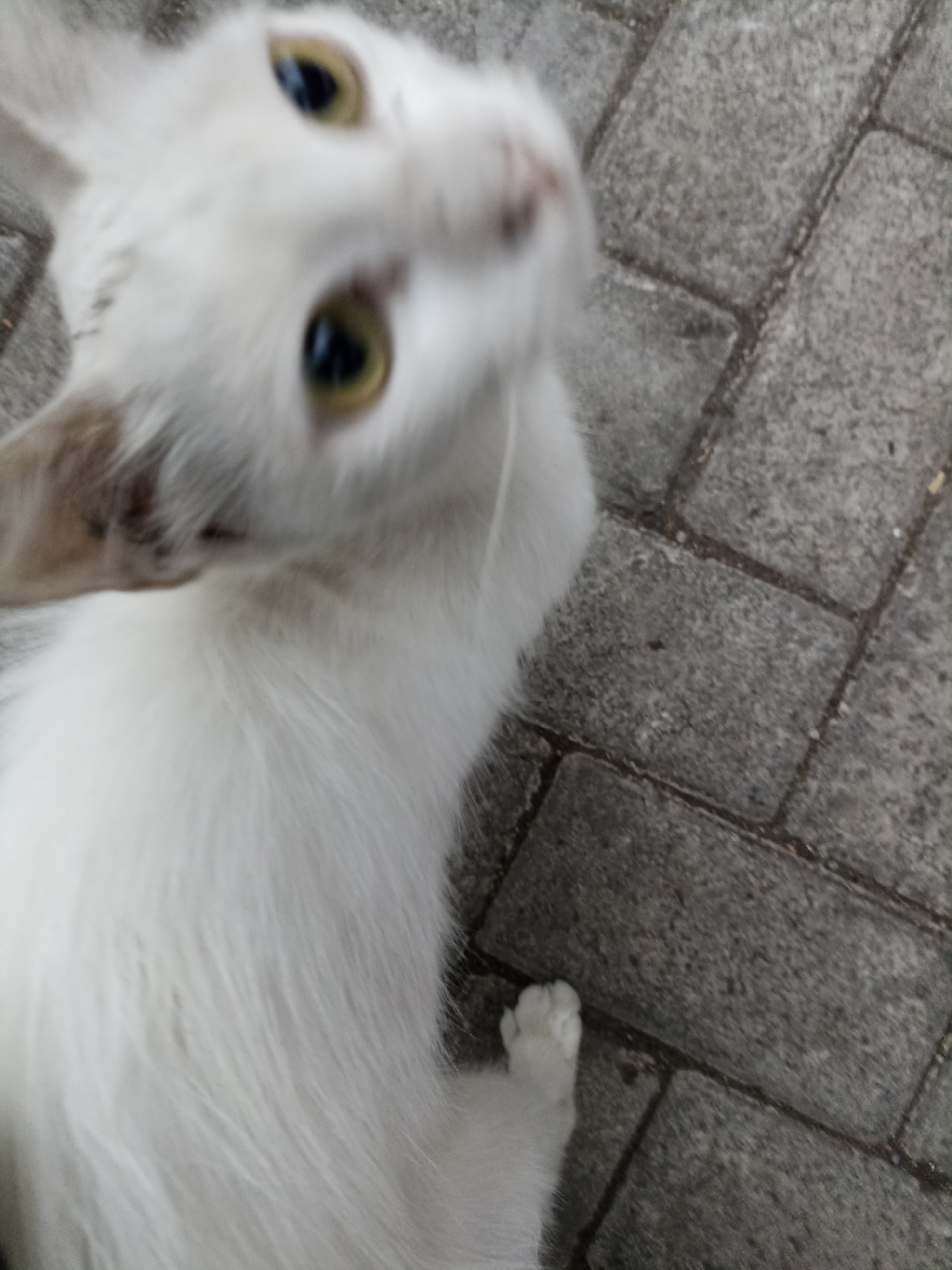 The image shows a close-up, slightly blurred view of a white cat lying on a paved surface. The cat's face is the primary focus, with its eyes open and looking upwards. Its fur appears soft and white, with some light brown markings visible on its ears and around its neck. One of the cat's front paws is also visible, resting on the ground. The ground is made of grey rectangular paving stones. The scene appears to be outdoors, with the paving stones suggesting a walkway or patio area. The image's context does not provide specific details about the location within Tompokersari, Indonesia, beyond the general description of the environment.