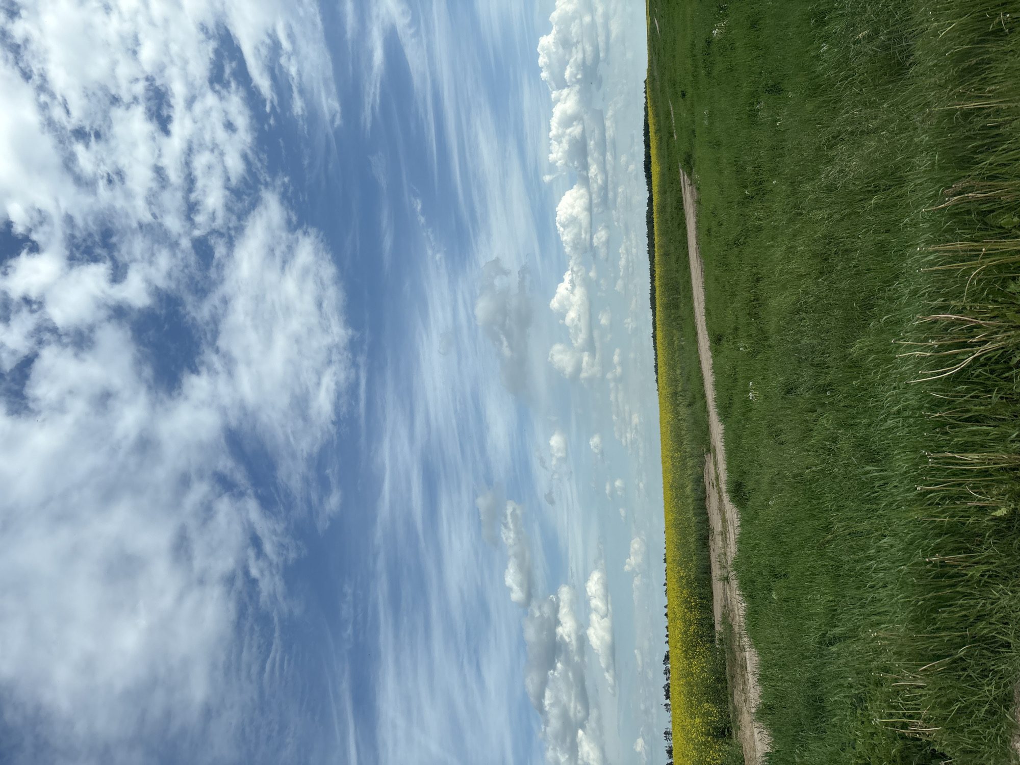 The image depicts a rural scene near Голацкі сельскі Савет, Belarus. A dirt path separates a field of blooming yellow rapeseed on the left from a meadow of green grass on the right. The sky is predominantly blue with wispy cirrus clouds and some cumulus formations closer to the horizon line. The image is vertically oriented.