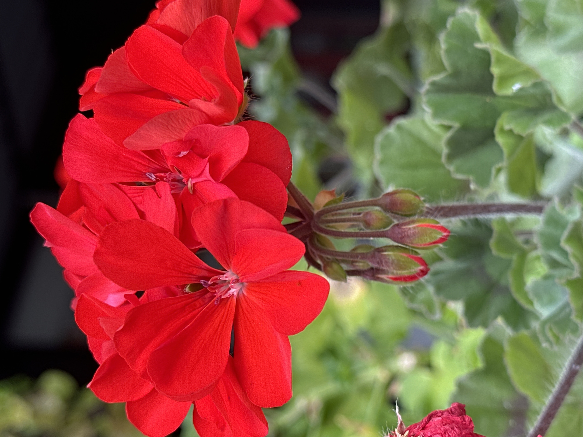 A close-up, macro shot showcases a cluster of vibrant red geranium flowers with delicate petals, some fully open and others in bud form. The stamens and pistils are visible in the center of the opened flowers. Below the blooms, several buds are suspended, their red tips peeking through green casings. The flowers and buds are set against a backdrop of lush green geranium leaves, some with a slightly serrated edge, and a dark, out-of-focus background. The lighting emphasizes the rich red hue of the petals. The image has been captured outdoors, suggesting a garden or natural setting. There are no people or animals visible in the image. The specific location in Yessentuki, Russia, is not discernible from the visual information provided.