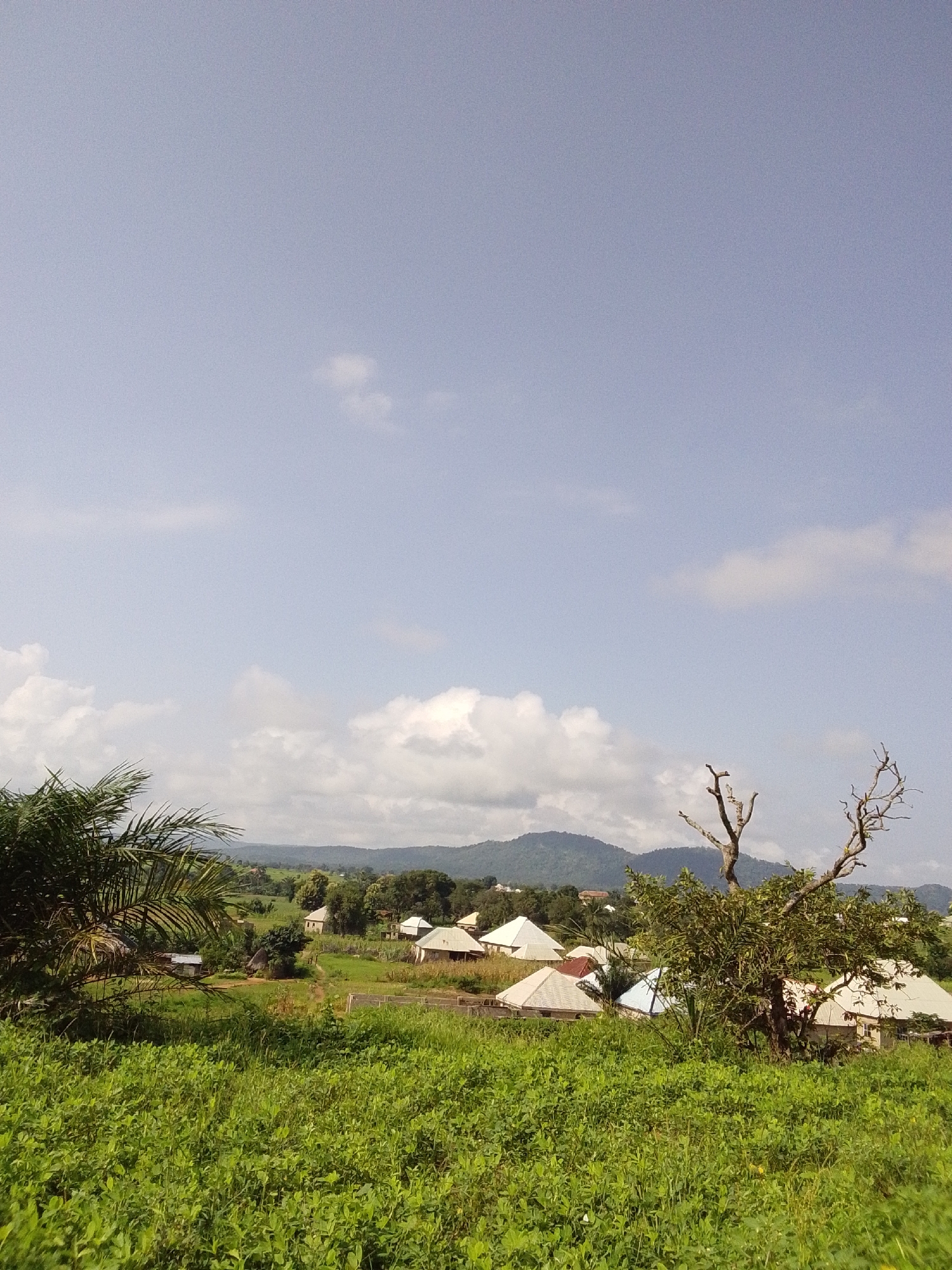 This is a wide shot of a rural village in Serti, Nigeria, on a clear day with some scattered clouds. The foreground is dominated by a lush green field of crops. In the mid-ground, several houses with corrugated metal roofs are visible amidst trees and vegetation. The houses appear to be of simple construction, typical of a village setting. In the background, rolling hills covered in dense greenery rise up to meet the sky. A few bare, dry trees stand out in the mid-ground, one with complex, branching limbs. The sky is a light blue with soft, white clouds. The scene conveys a sense of peaceful rural life. There are no people or animals visible in the image.