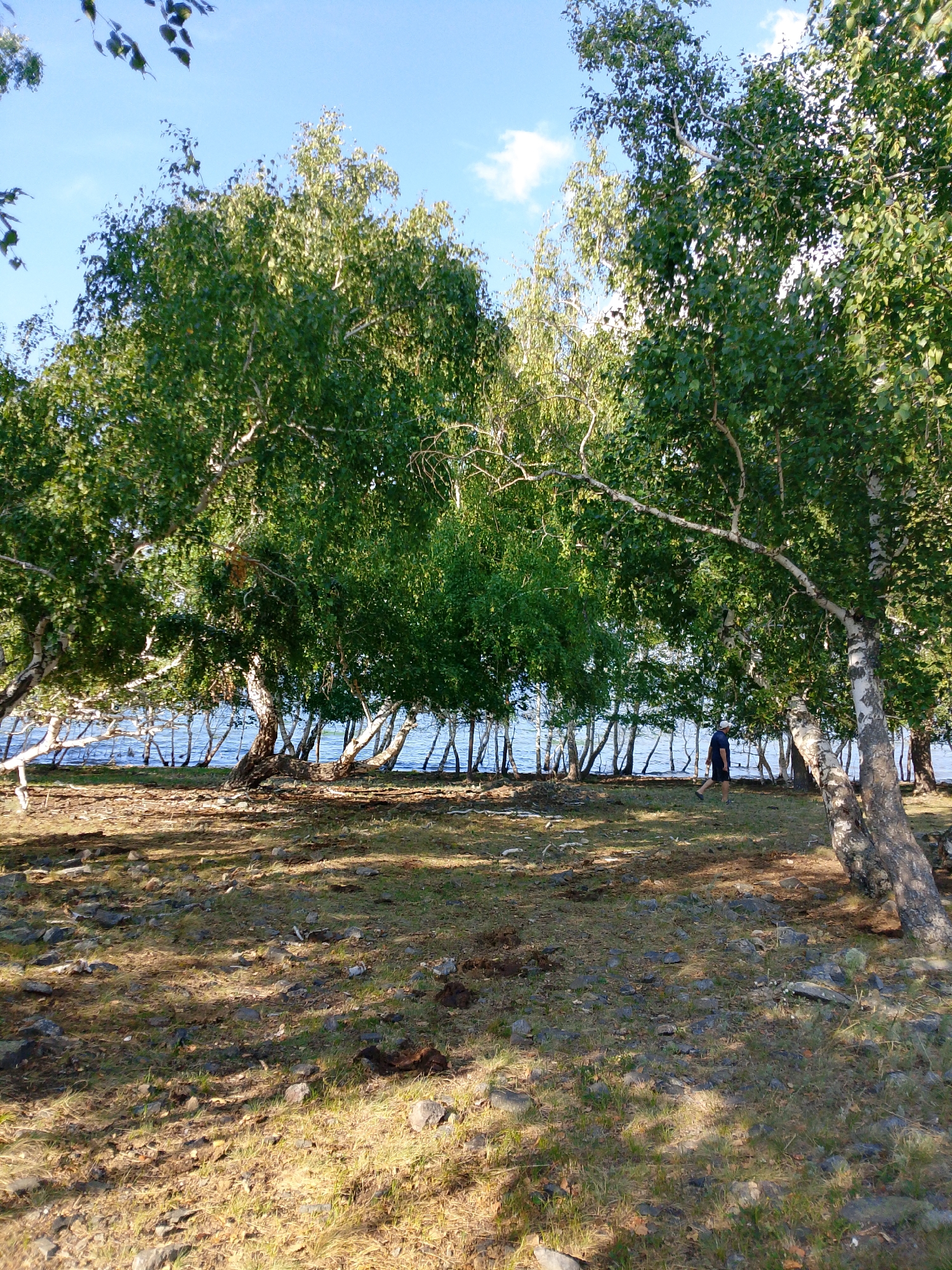 In a clearing with a rocky, grassy ground, a lone person walks under the shade of several large birch trees. The trees have white bark and green leaves, and their branches arch over the clearing, casting dappled shadows. In the background, a calm body of water is visible, bordered by a line of smaller birch trees with white trunks and branches that extend towards the water. The sky is clear blue with a few white clouds. The overall impression is a serene natural landscape. The location is the city of Savinka, Kazakhstan.