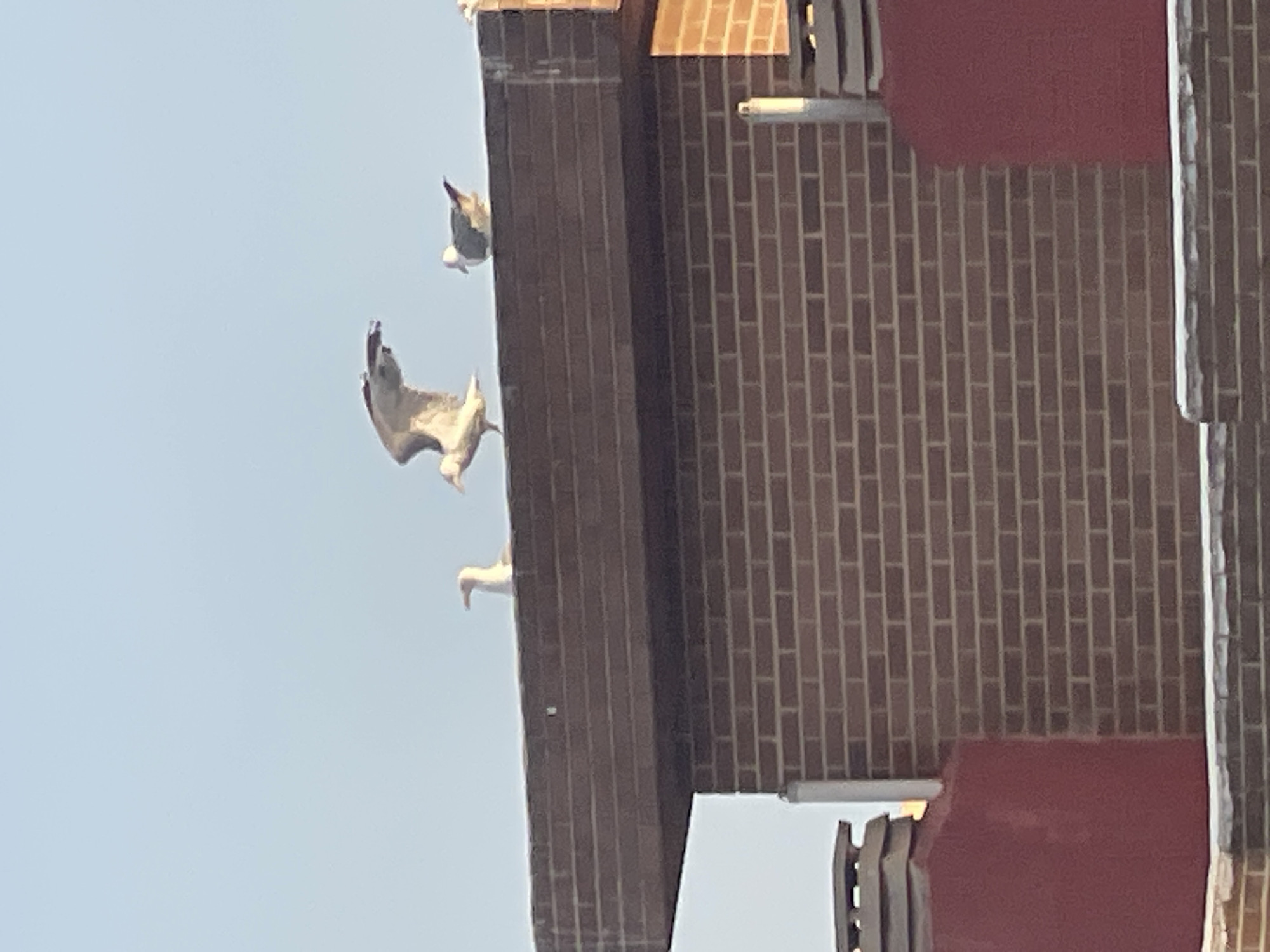 A flock of four seagulls are perched on the ledge of a brick building, with one seagull in mid-flight. The building has a red-colored structure on the left, and a dark-colored section on top. The sky is clear and blue, suggesting it is daytime. The location is Benidorm, Spain.