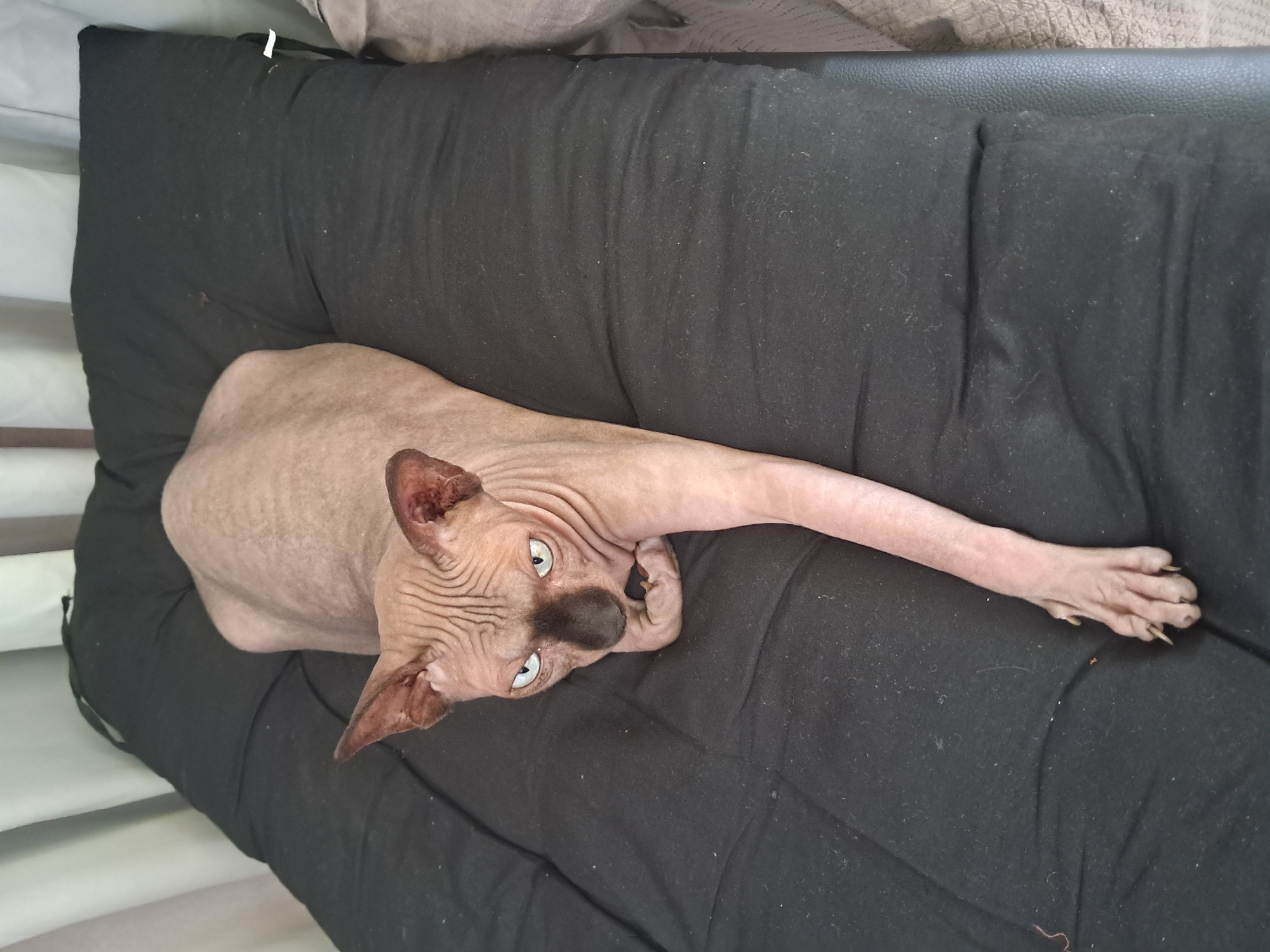 A hairless cat lies on a black cushion. The cat is light brown and has green eyes. Its body is elongated, and one of its front paws is extended outwards. The cushion is on a surface that appears to be a bed or a couch. The background shows curtains, suggesting an indoor setting. The image does not contain any elements that would indicate a location in Phú Quốc, Vietnam.