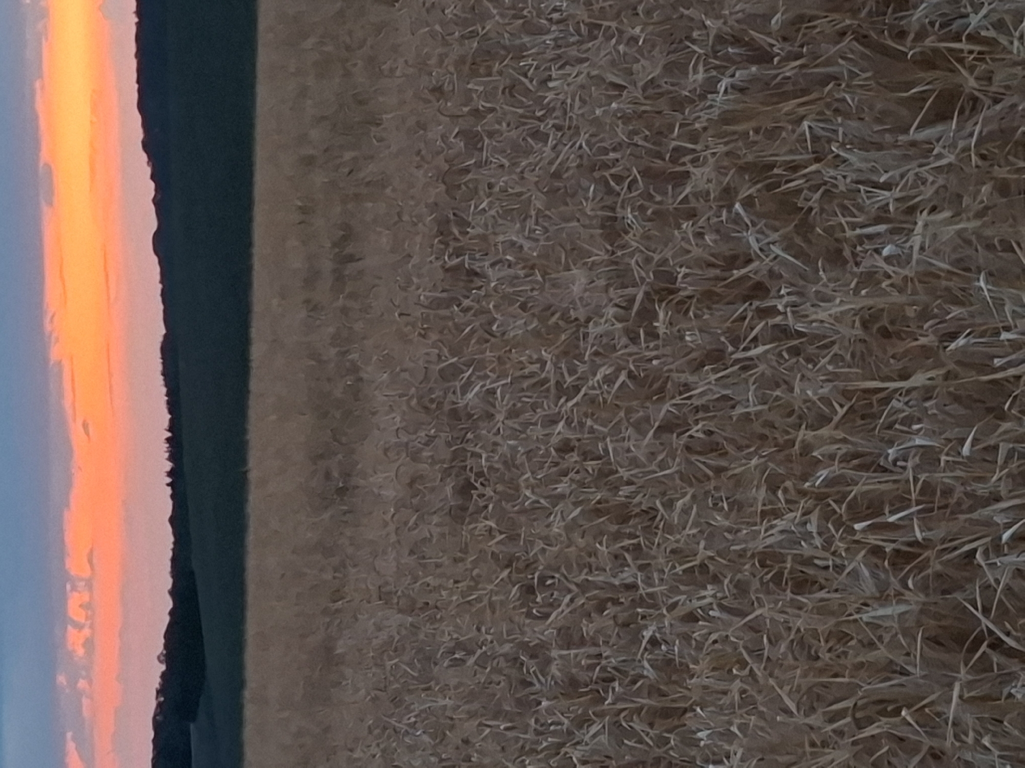 The image depicts a field of dry grass or wheat, likely during sunset, as indicated by the vibrant orange and pink hues in the sky. In the background, a dark green, gently rolling hill or forest line is visible, separating the field from the sky. The sky itself displays a gradient of colors, with blues and grays at the top transitioning to streaks of orange and pink towards the horizon. The overall scene is serene and natural, suggestive of a rural landscape. The image does not contain any people, actions, or interactions. The specific location in Kirchardt, Germany, is not visually identifiable from the image content.