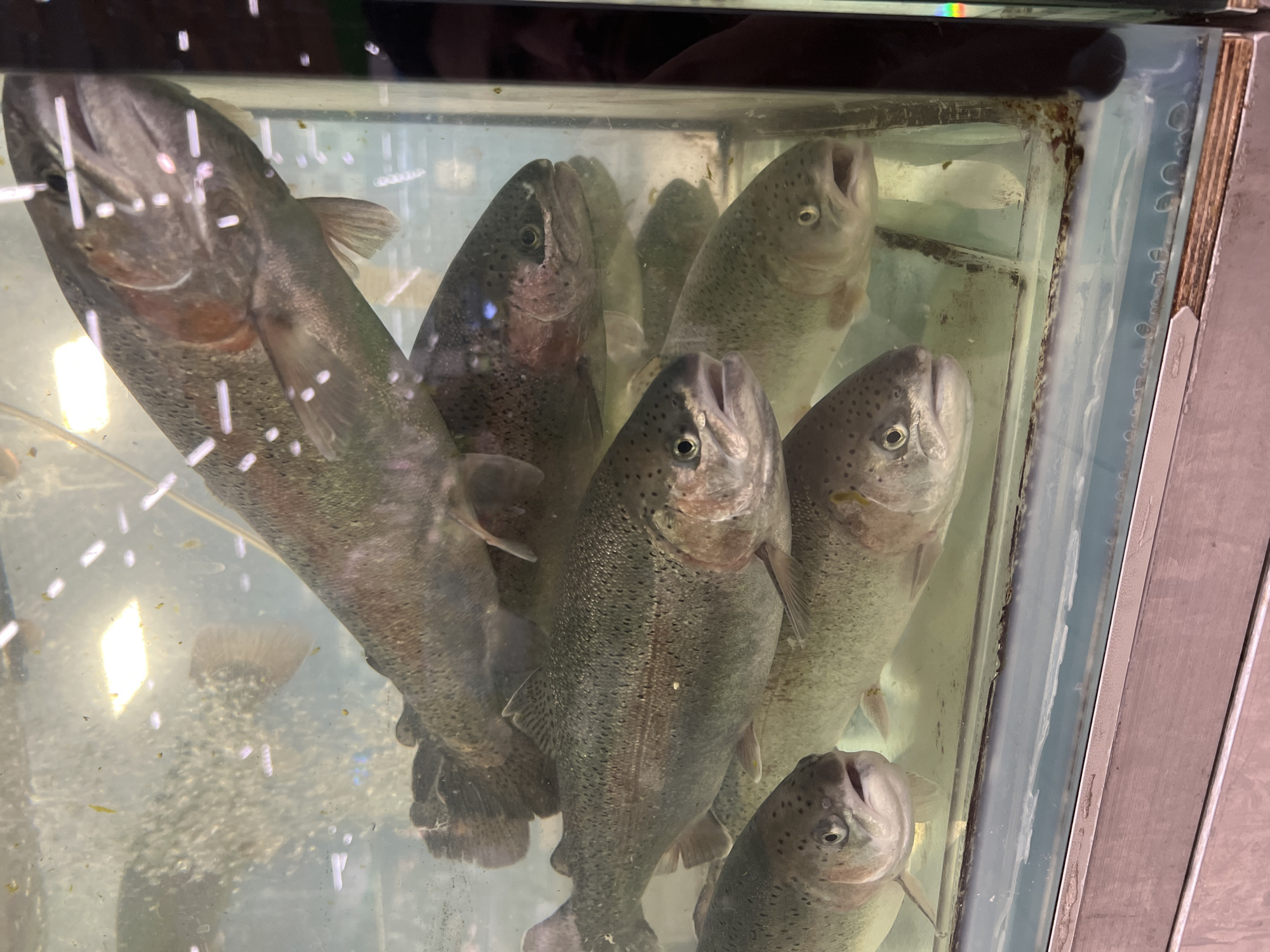 The image displays a school of trout swimming in a glass-enclosed tank. The tank appears to be part of a fish market or aquarium, with bright overhead lighting. Several fish are visible, with varying degrees of focus due to their movement and the water's clarity. The water has some debris and air bubbles. The scene is set indoors. The image does not provide any information to determine its location in Yekaterinburg, Russia, or anywhere else.
