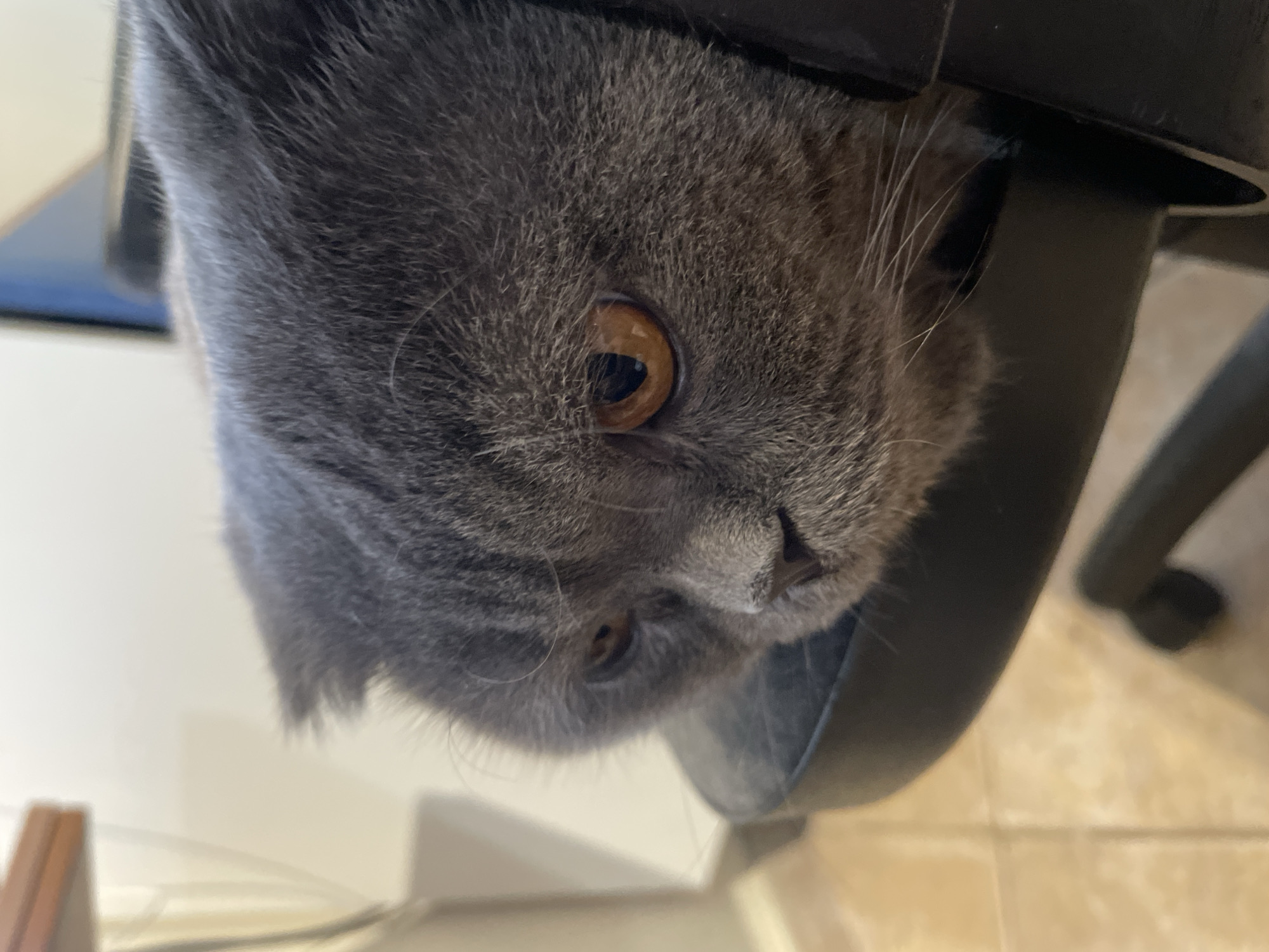 A close-up shot shows the head of a grey Scottish Fold cat resting on a black chair. The cat's ears are folded forward, and its amber eyes are looking down and to the left. The cat's fur is a dense grey. The background is out of focus, showing a light-colored wall and a wooden surface. The scene is indoors.