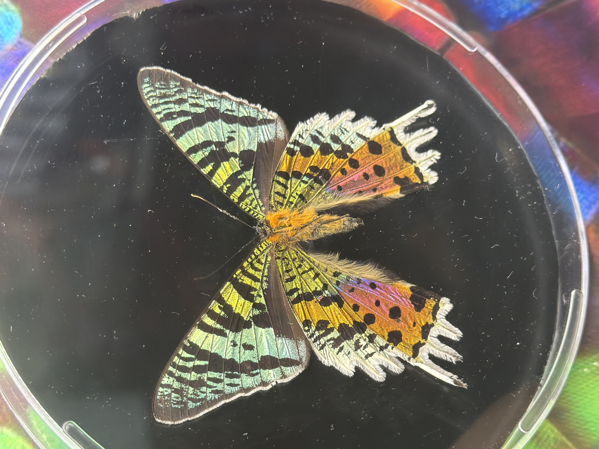 The image shows a preserved butterfly with vibrant, iridescent wings displayed on a black background within a clear, circular container. The butterfly's wings exhibit a complex pattern of black stripes interspersed with bright green, yellow, orange, and pink hues. The wing edges are fringed with delicate white hairs. The butterfly's body is fuzzy and orange. The surrounding environment appears to be a display case or a similar exhibit, with a blurred, colorful background suggestive of other preserved specimens or decorative elements. There is no discernible information within the image that indicates a location in Icod De Los Vinos, Spain.