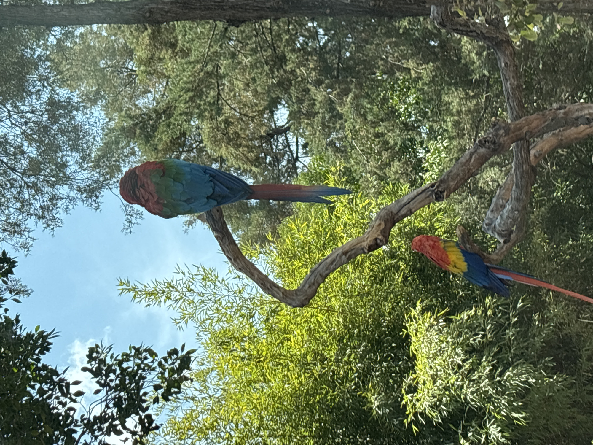This media file captures an outdoor natural scene featuring two vibrantly colored birds, resembling macaws, perched on tree branches amidst lush foliage. The image is oriented vertically, with the sky appearing towards the upper left and abundant greenery filling the rest of the frame.
The primary subjects are the two birds and the surrounding trees. One bird is positioned towards the left side of the frame, showing its back and tail, which are predominantly red, blue, and green. The second bird, partially visible on the right, displays red, yellow, and blue plumage. Both birds are stationary, resting on thick, gnarled branches that stretch across the image.
The scene is set in what appears to be a dense natural environment, possibly a forest, aviary, or park, characterized by a variety of green trees and leaves. The sky, visible in gaps through the canopy, is bright blue with soft white clouds, indicating daytime and clear weather. Sunlight illuminates the leaves, creating bright highlights and suggesting a sunny day. No specific activity beyond perching is depicted. There is no visible text in the image. The type of birds and the dense, vibrant vegetation are consistent with the provided location context of Heroica Puebla de Zaragoza, Mexico.