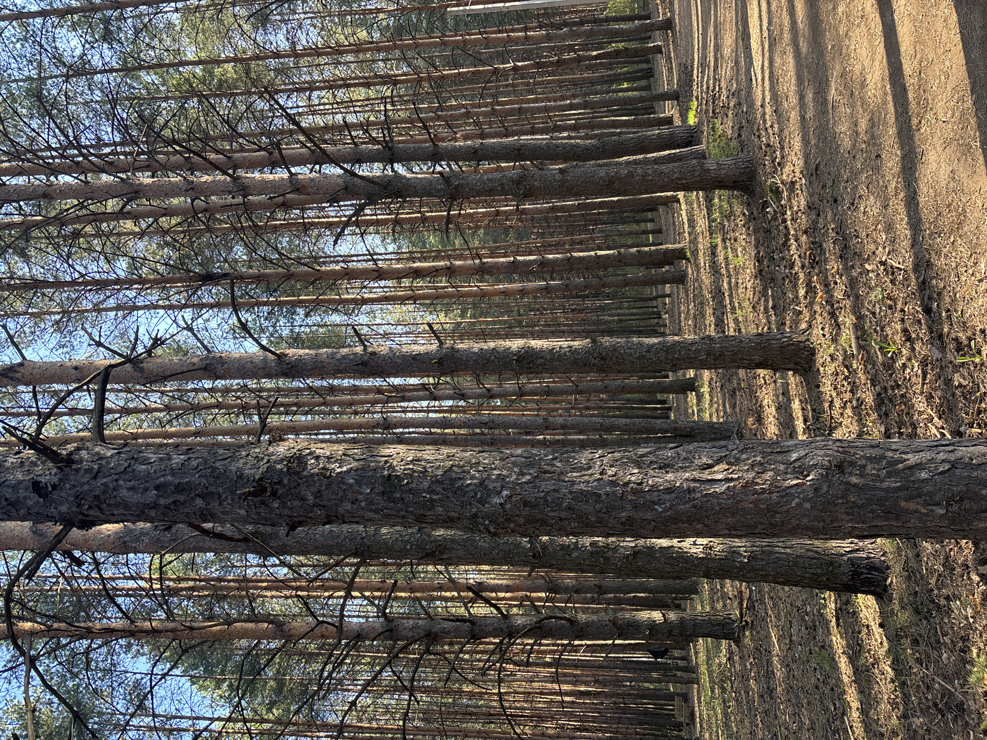 The image depicts a dense forest, likely a pine forest, in an unknown location. Tall, slender trees line the scene, their trunks extending vertically, and their branches reaching towards the sky, creating a dense canopy above. A dirt path or trail runs alongside the trees on the right. The lighting suggests it is daytime. The image is taken from a low angle, looking up into the forest canopy. The details required for verification are absent.
