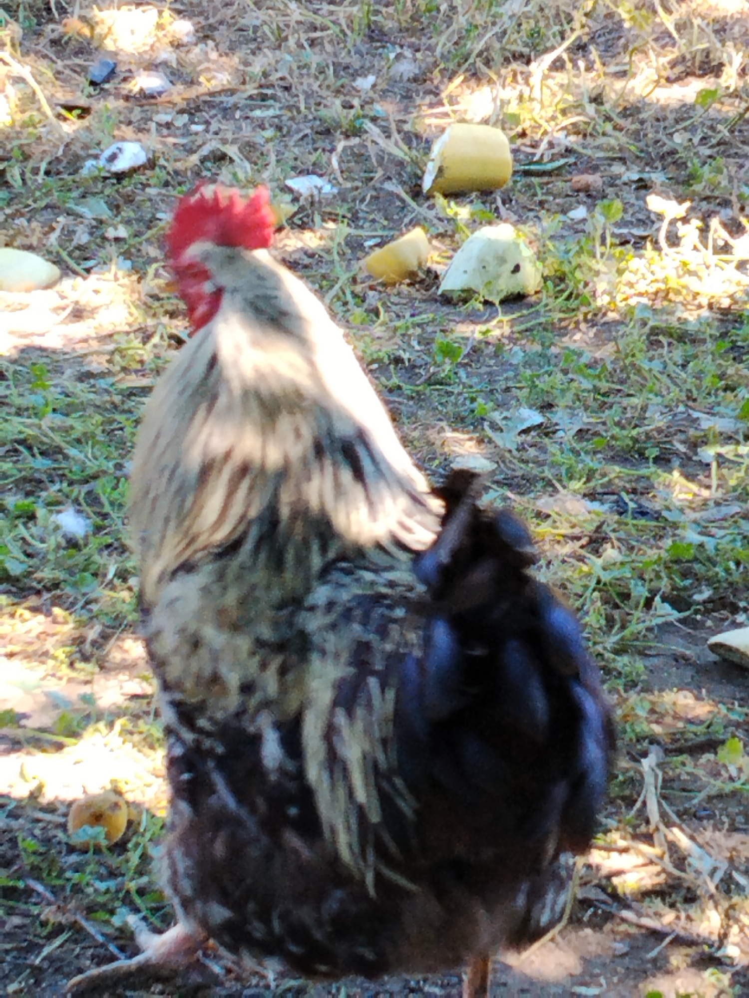 A rooster stands on the ground in a rural setting. The ground is covered in dry grass, leaves, and small objects. The rooster is mostly brown and black, with a red comb on its head. It is facing to the left of the frame. In the background, there are a few light-colored objects scattered on the ground that appear to be pieces of fruit or vegetables. The sunlight casts shadows on the ground, indicating it is daytime. The image does not contain any discernible information about the city of Ustyvytsia, Ukraine.