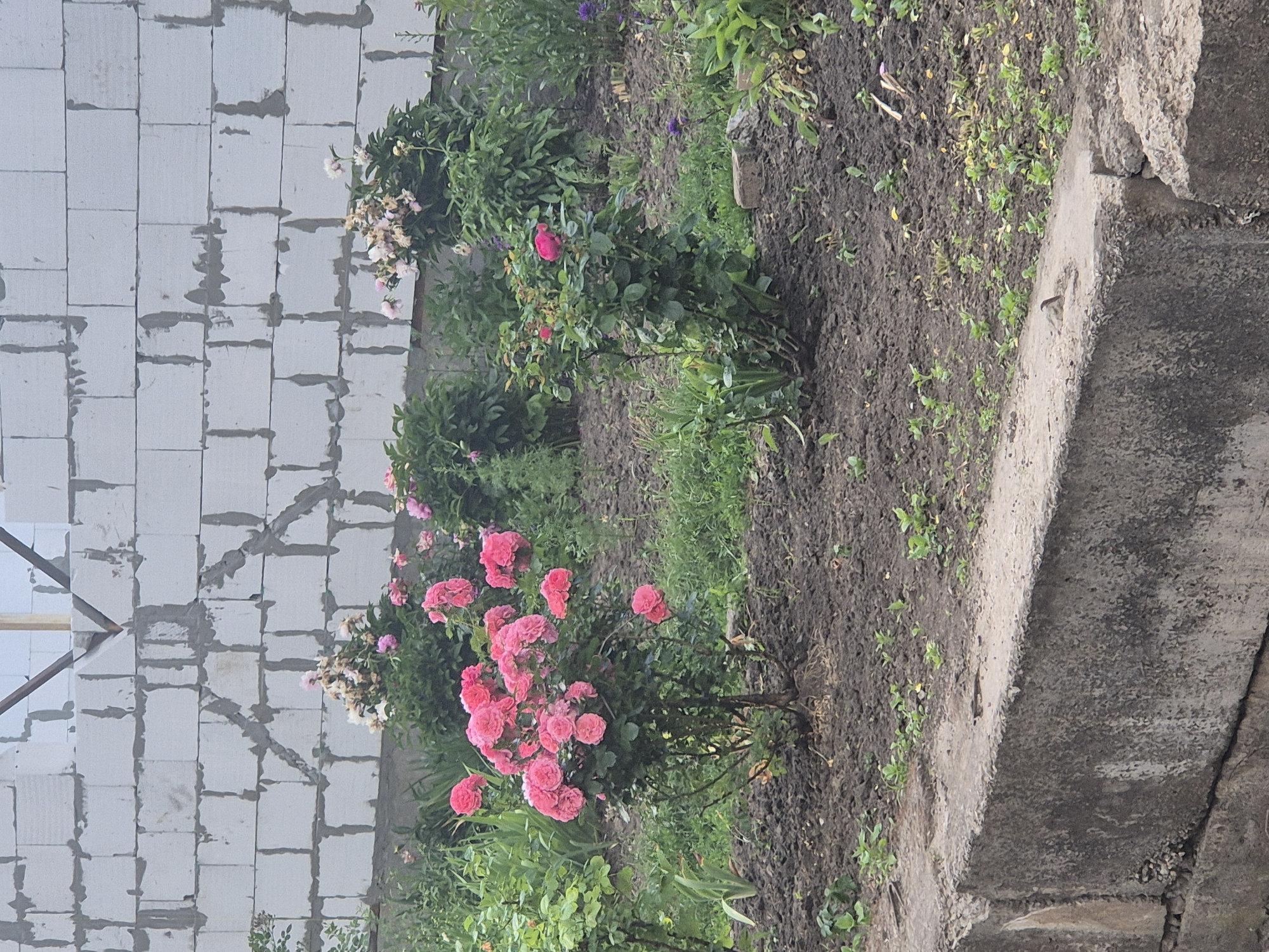 A medium shot captures a garden scene with a partially constructed white brick wall as the backdrop. In the foreground, a concrete ledge runs horizontally. Behind the ledge, the garden features several blooming rose bushes, primarily in shades of pink. To the right, a single pink rose blooms on a smaller bush. The ground is covered in dark soil with sparse green vegetation. The overall scene suggests a residential or semi-rural setting in Sozonivka, Ukraine.